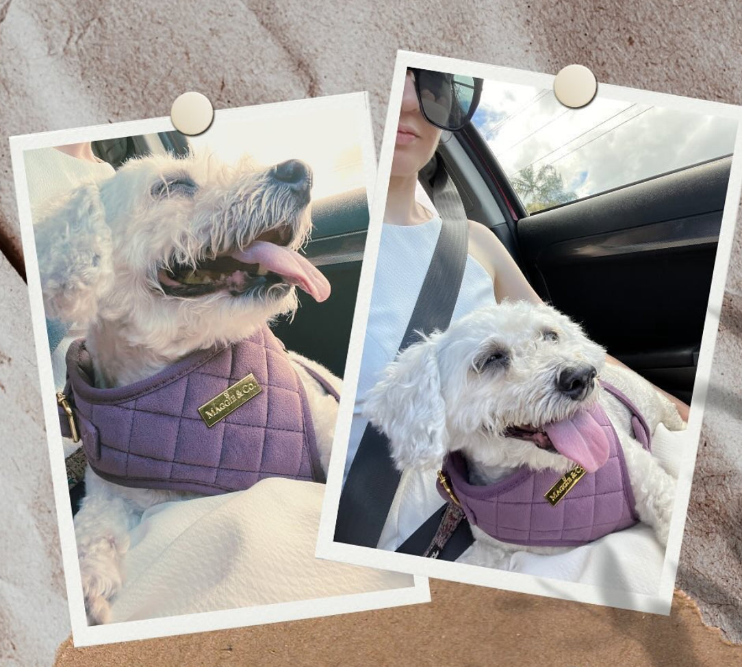 Velvet: The Susana Harness