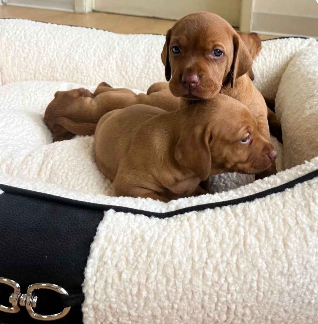 Bowsers Signature Scoop Bolster Dog Bed - Easy-Entry Bolster Support