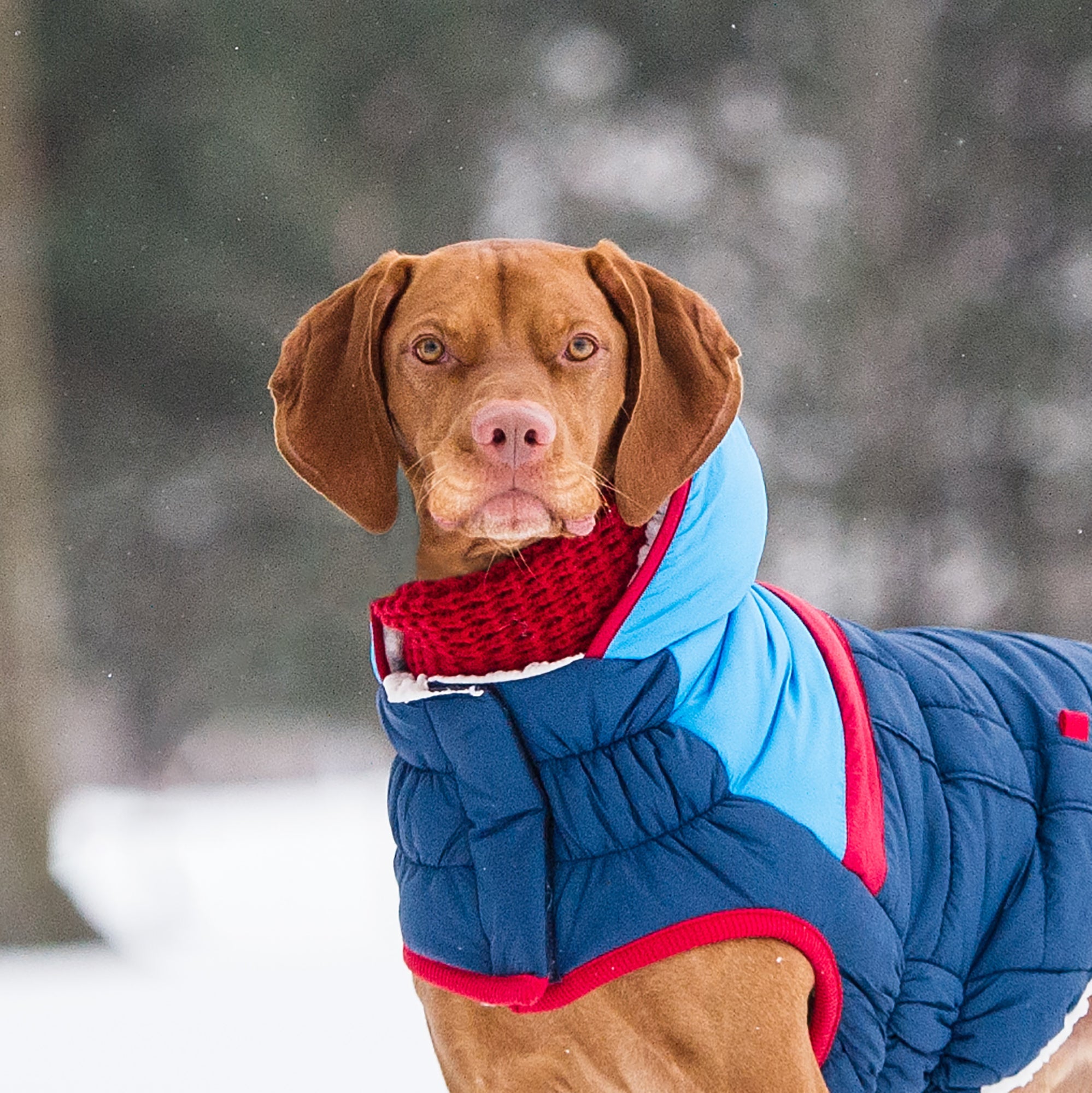 Chalet Tube Scarf - Red premium pet product