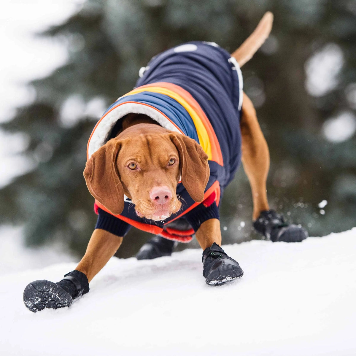 Elasto-Fit Dog Boots - Black premium pet product