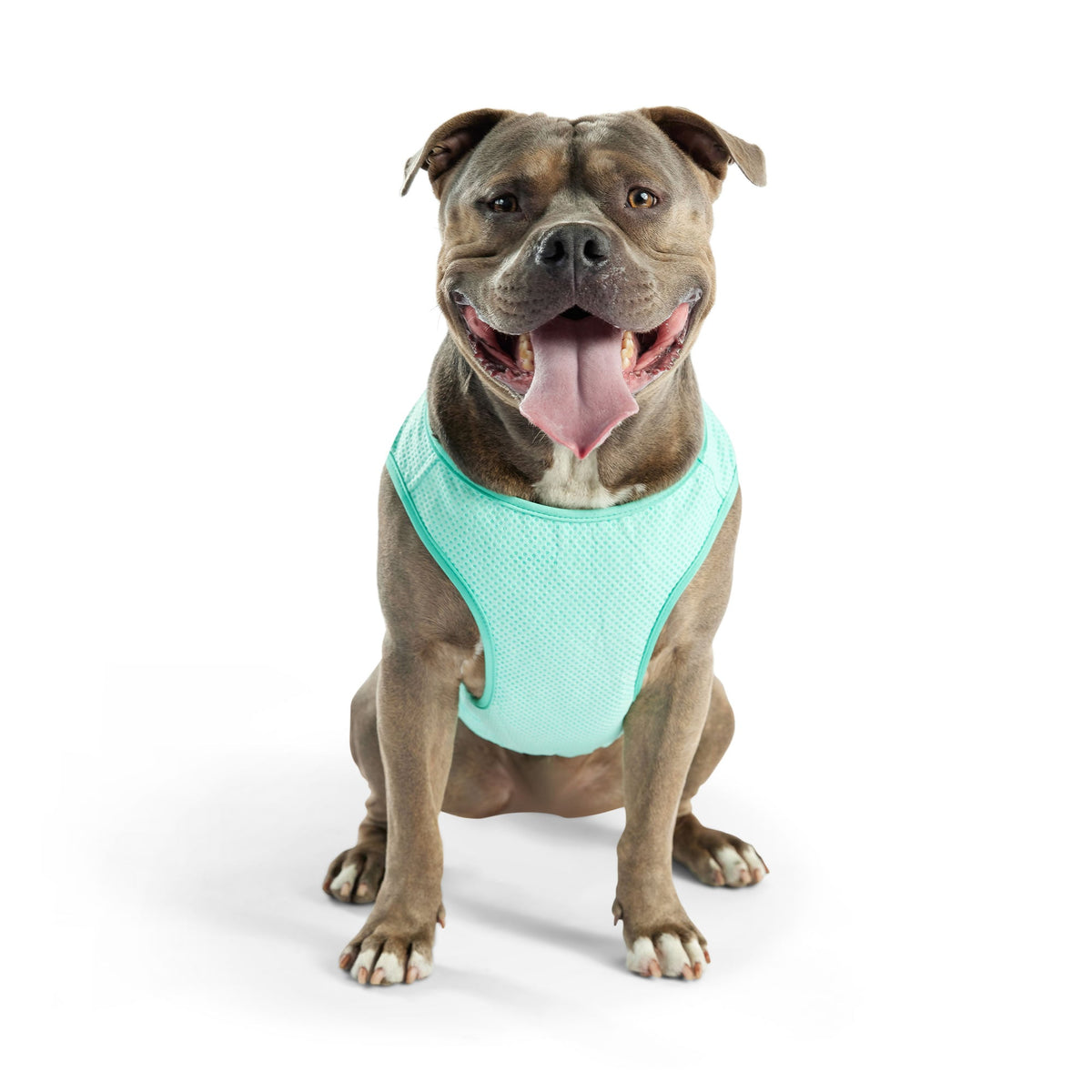 Elasto-Fit Ice Vest - Aqua premium pet product