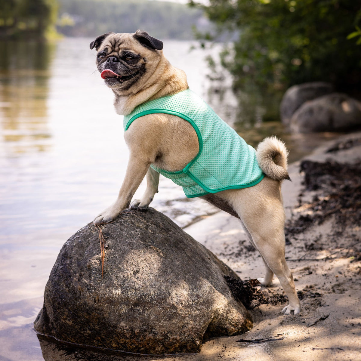 Elasto-Fit Ice Vest - Aqua premium pet product