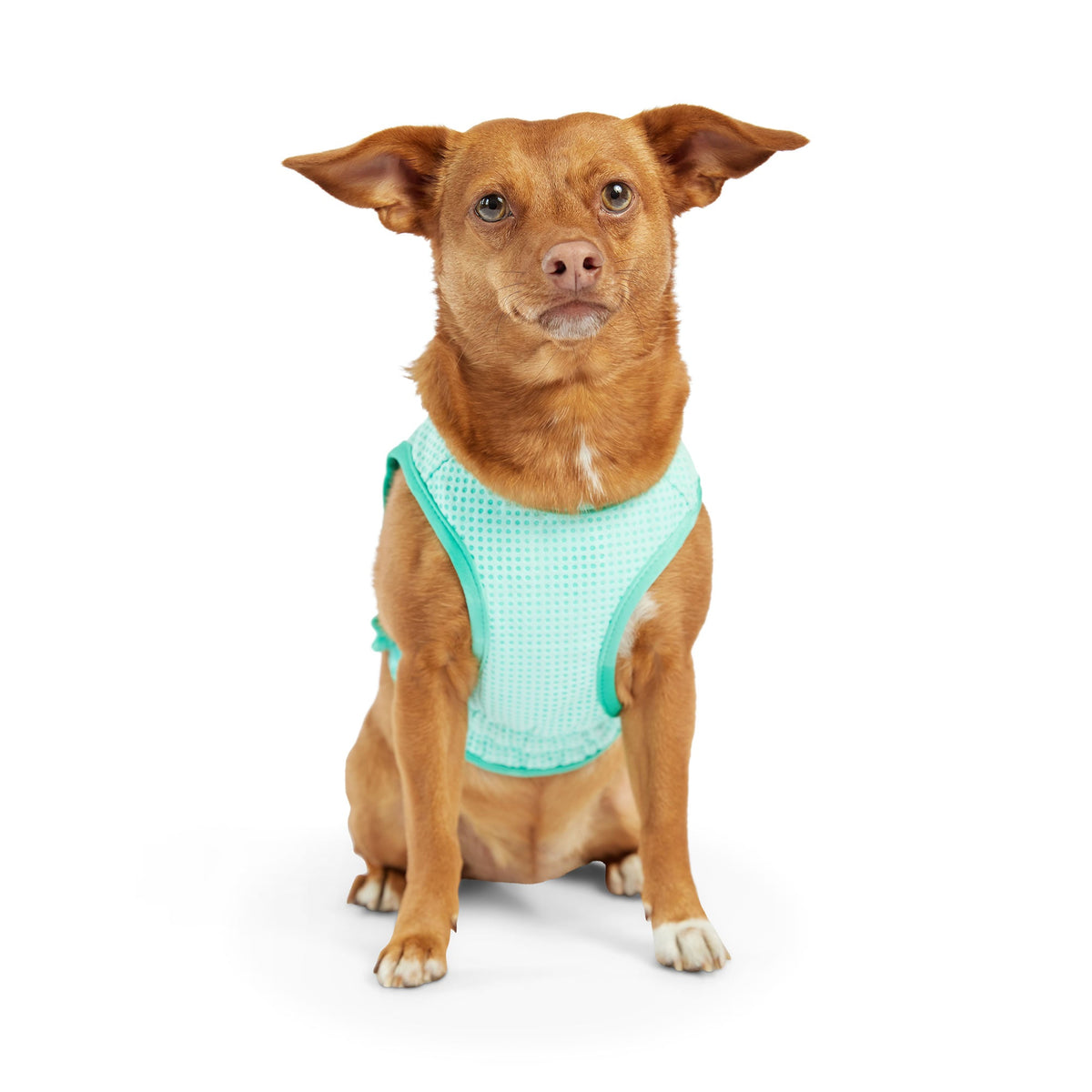 Elasto-Fit Ice Vest - Aqua premium pet product