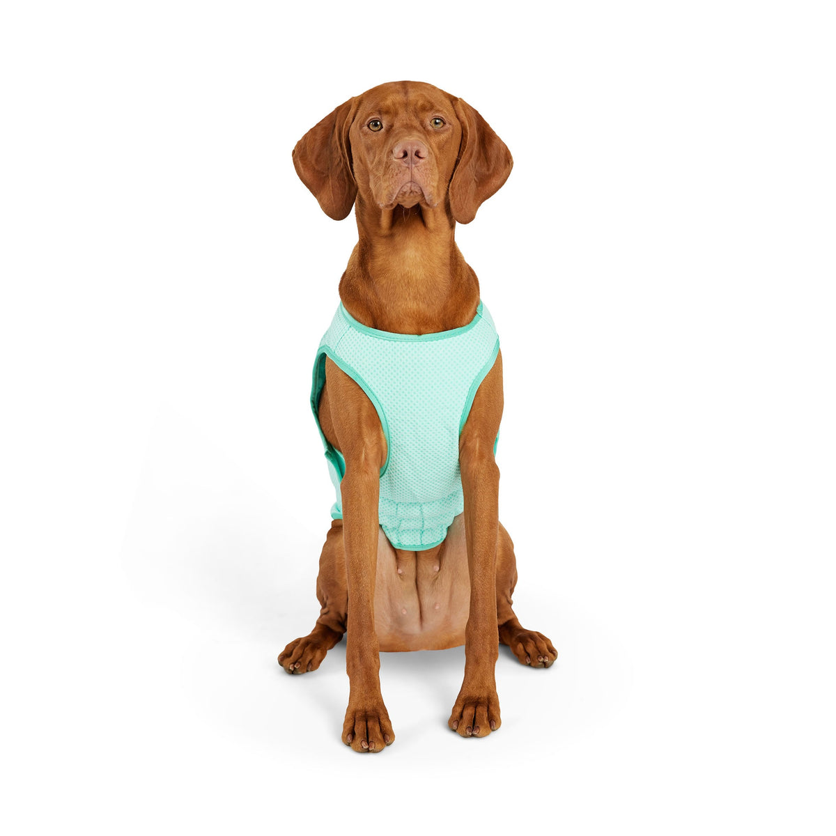Elasto-Fit Ice Vest - Aqua premium pet product