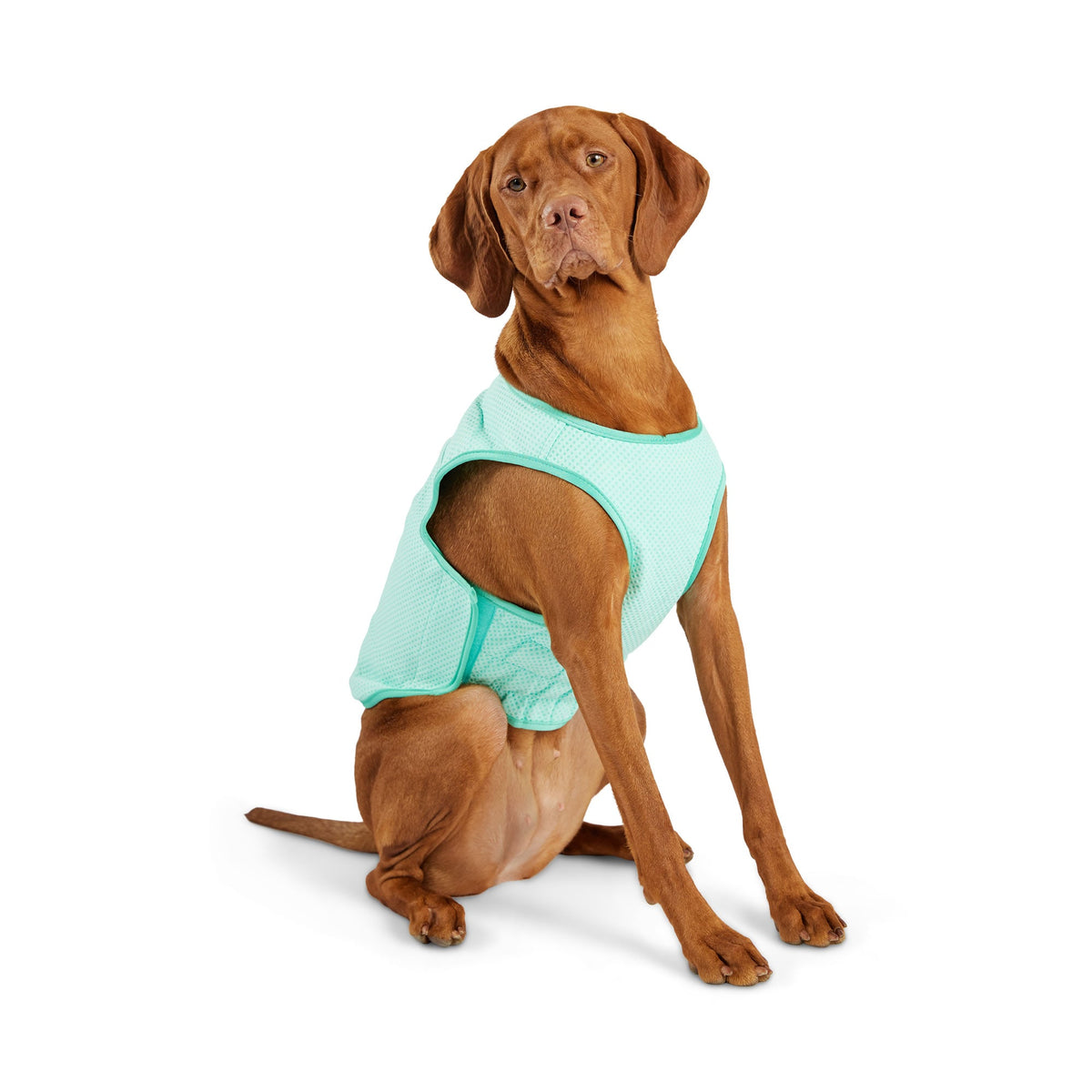 Elasto-Fit Ice Vest - Aqua premium pet product