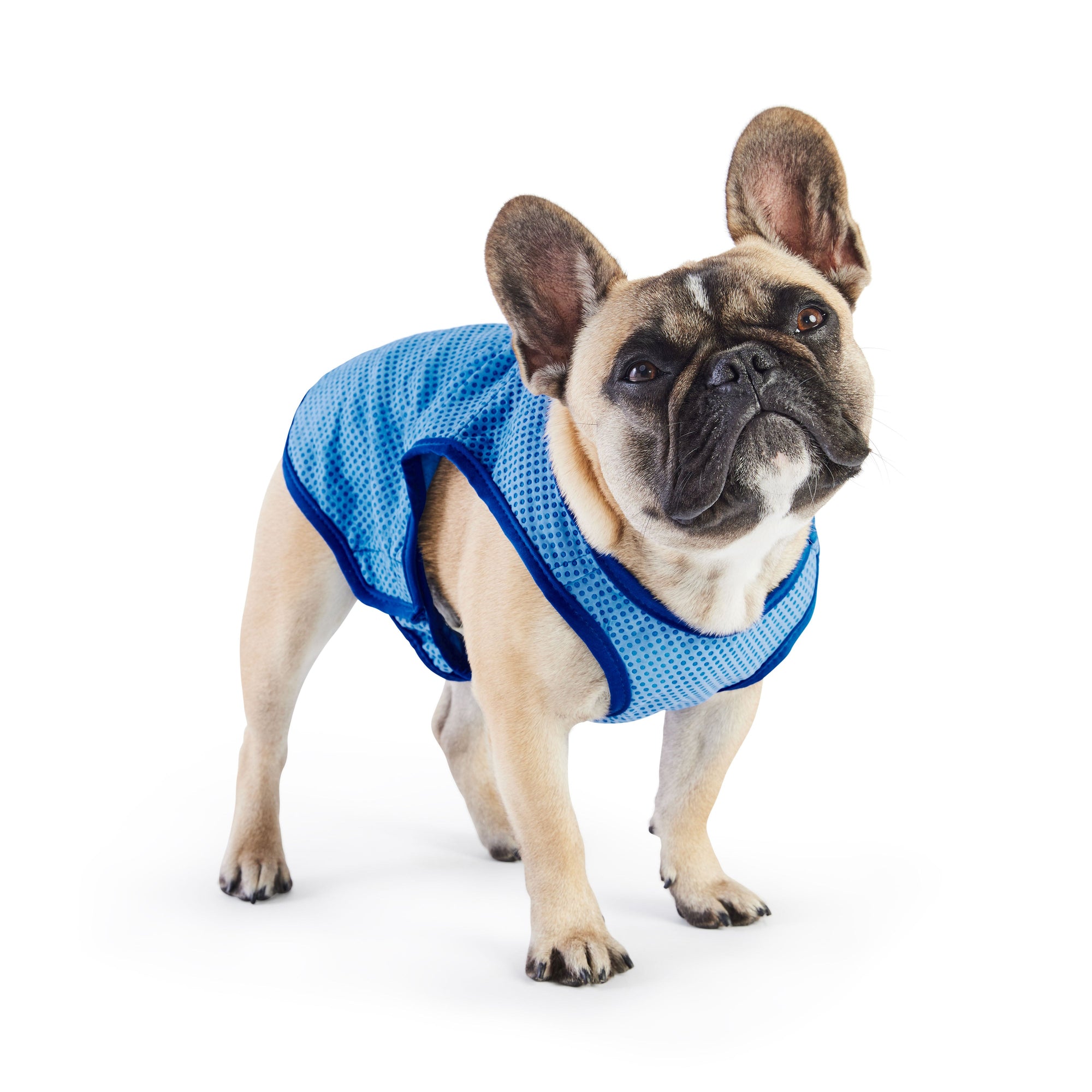 Elasto-Fit Ice Vest - Blue premium pet product