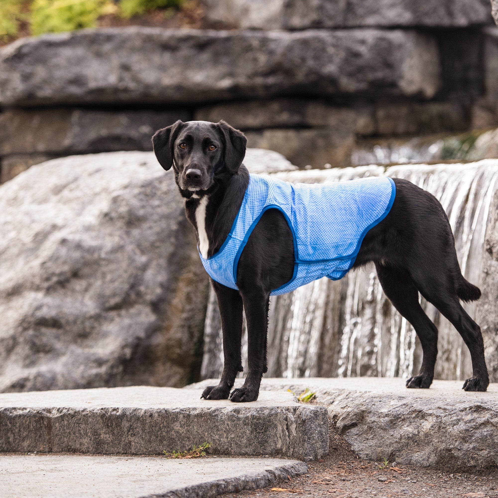 Elasto-Fit Ice Vest - Blue premium pet product