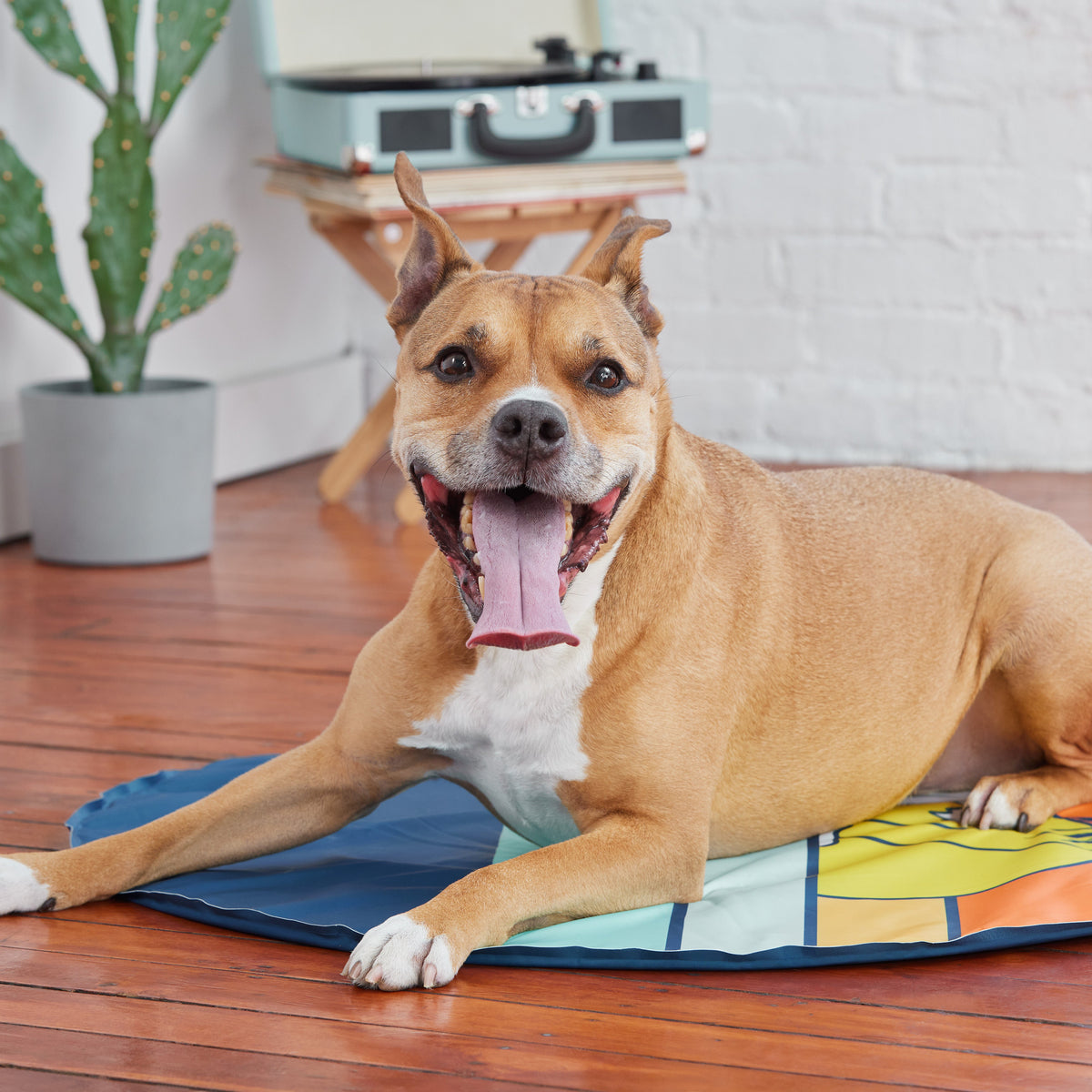 GF Pet Ice Mat premium pet product