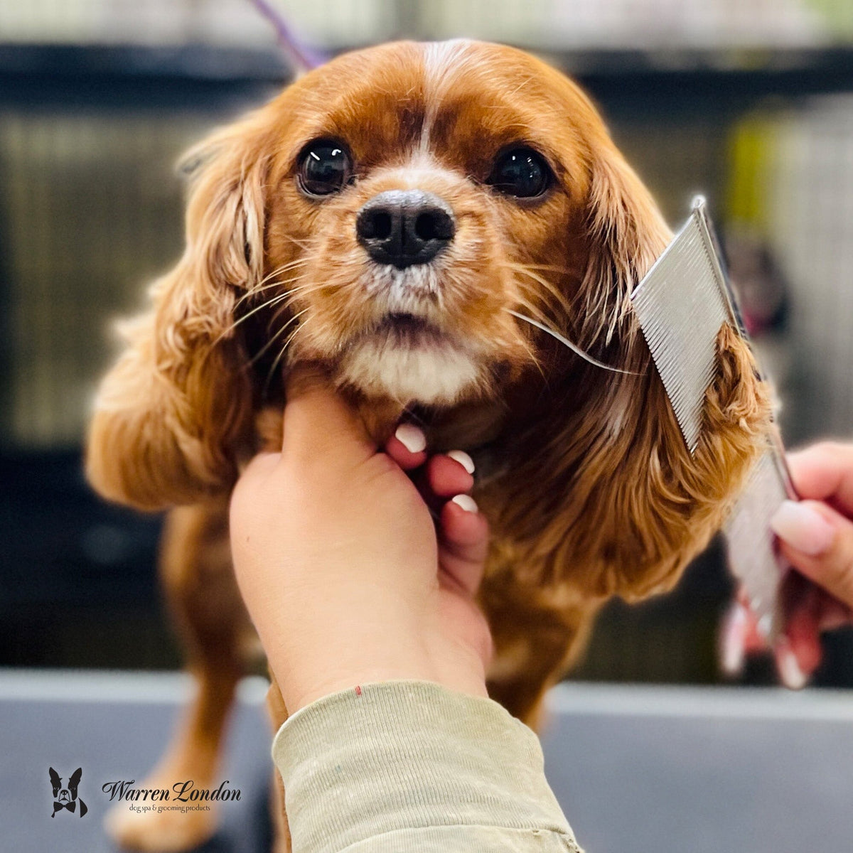 Groomers Everyday Comb