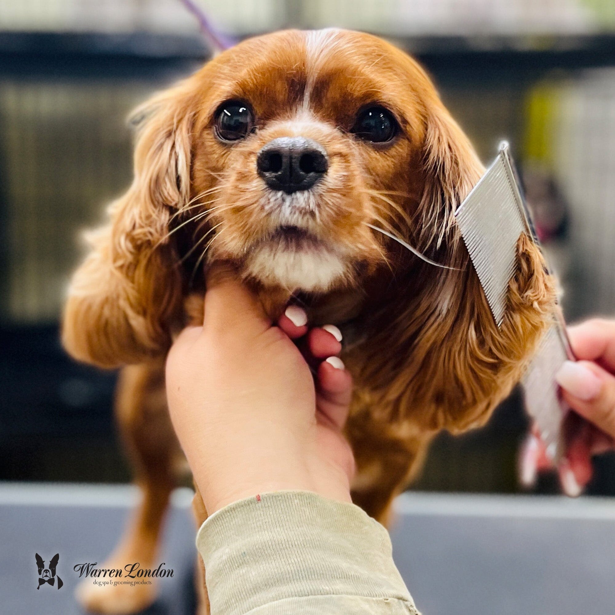 Groomers Everyday Comb