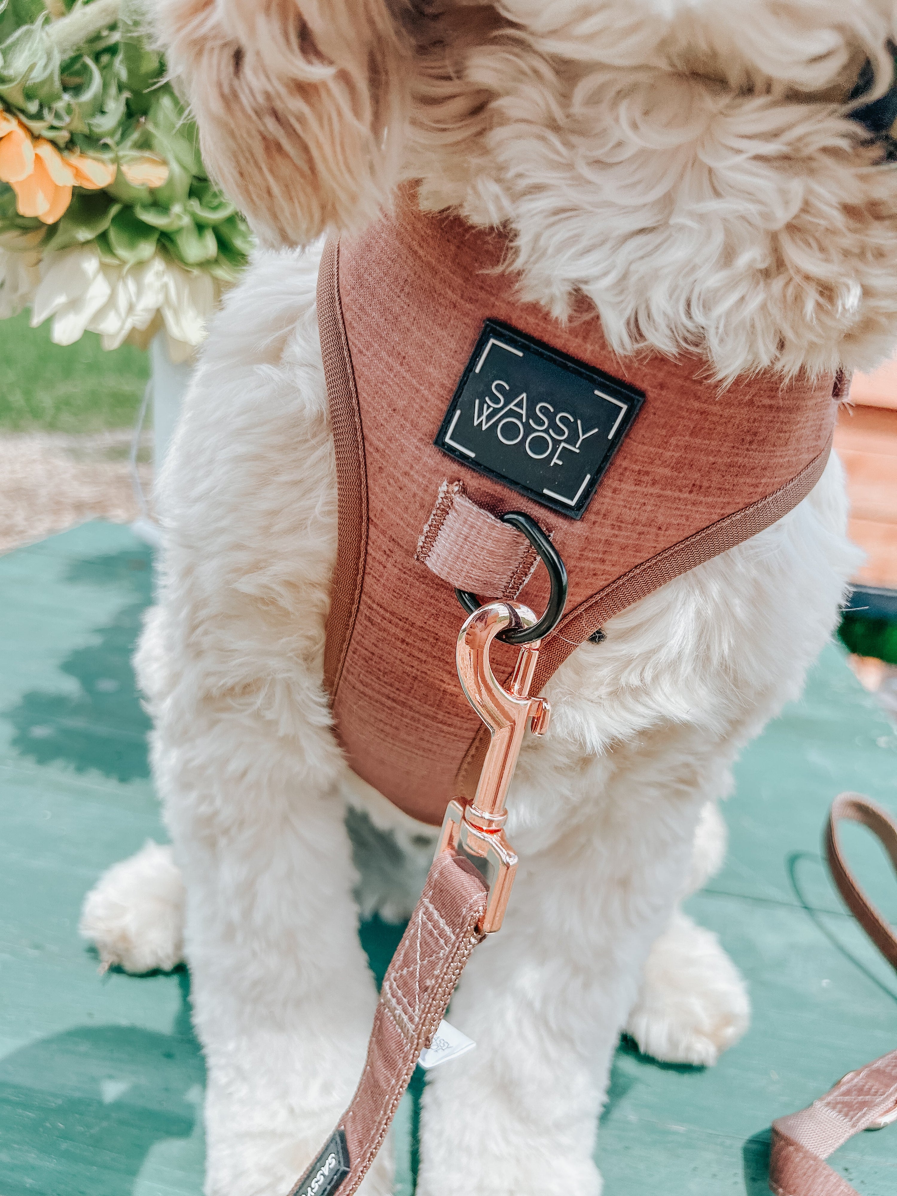 Dog Leash - Teddy