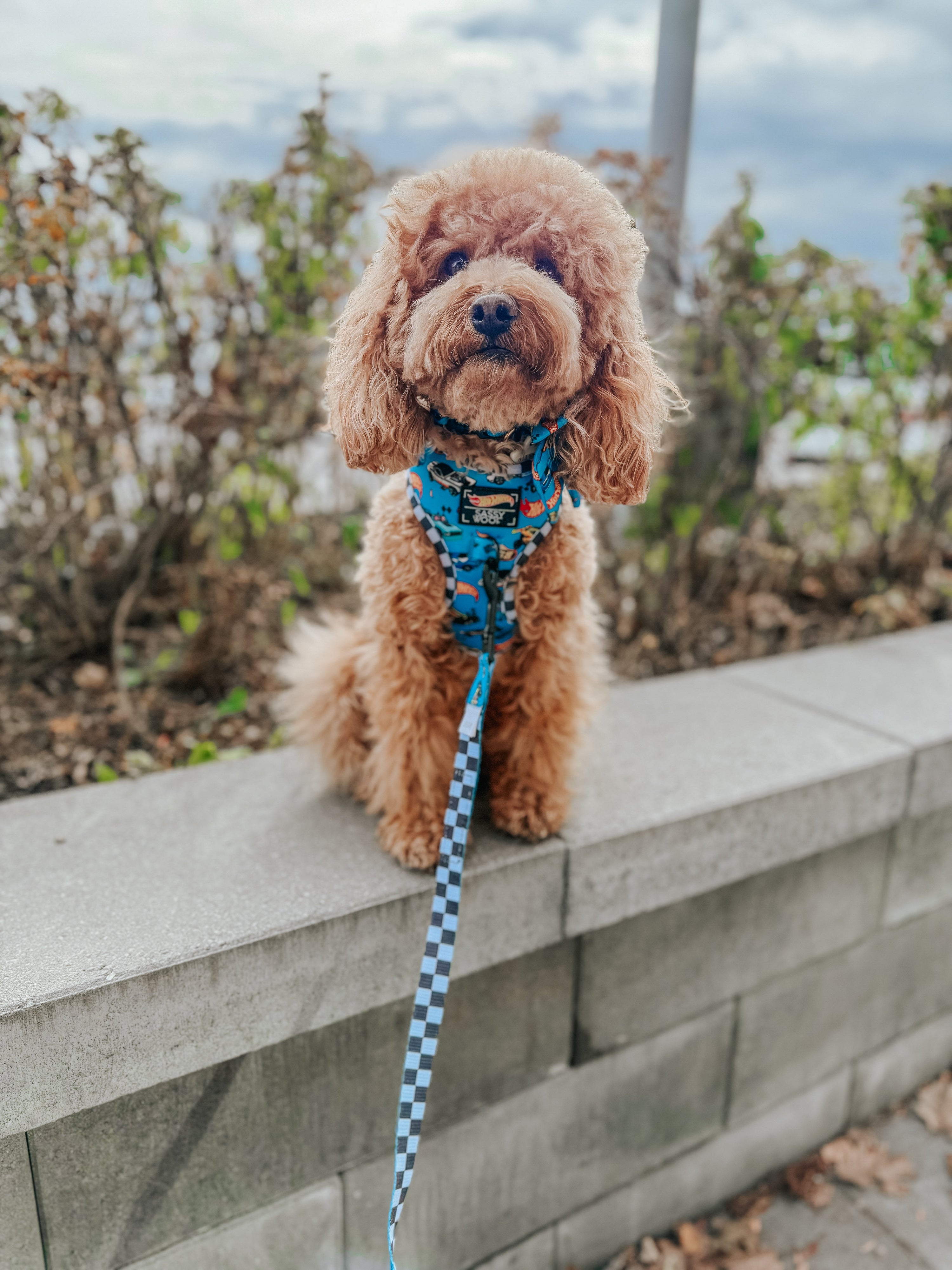 Dog Adjustable Harness - Hot Wheels™