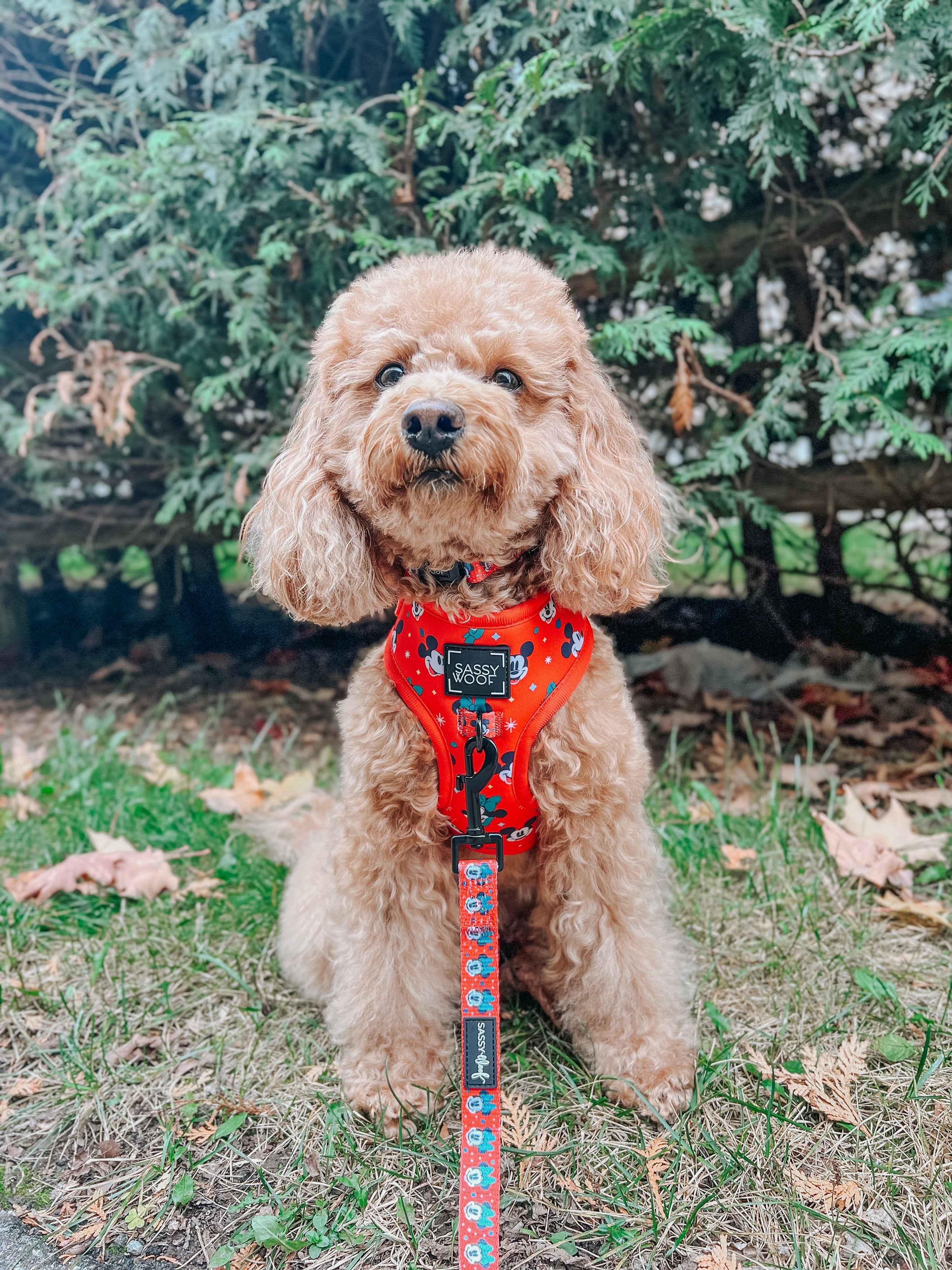 Dog Collar - Disney Holiday Collection