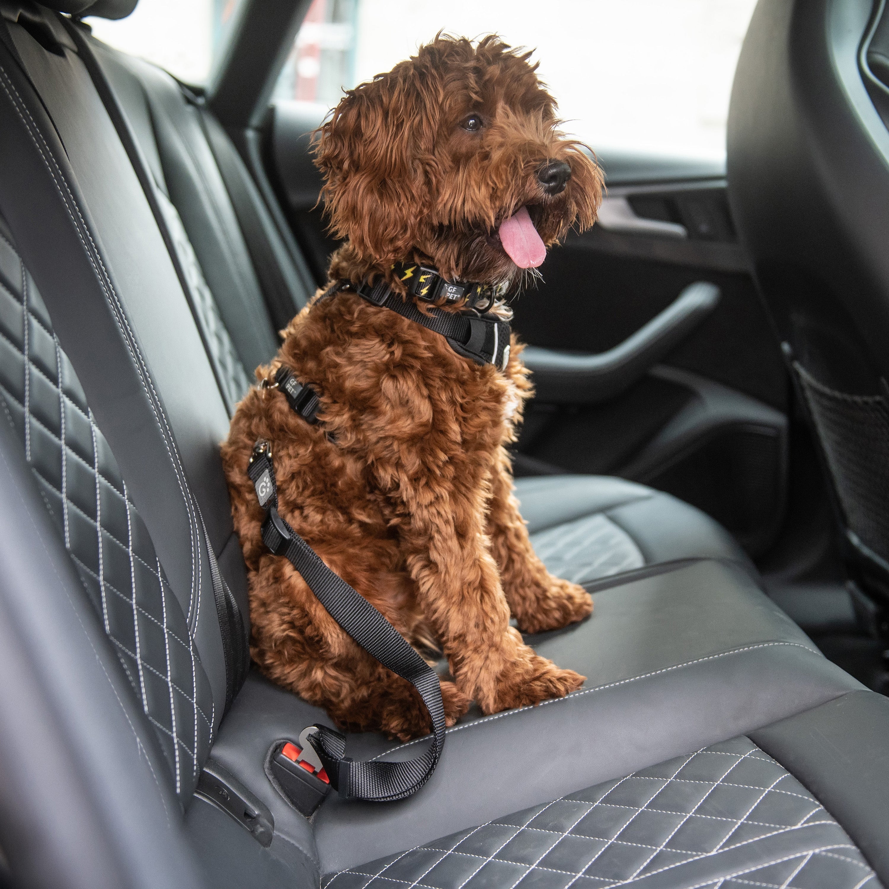 Pet Seat Belt Tether premium pet product