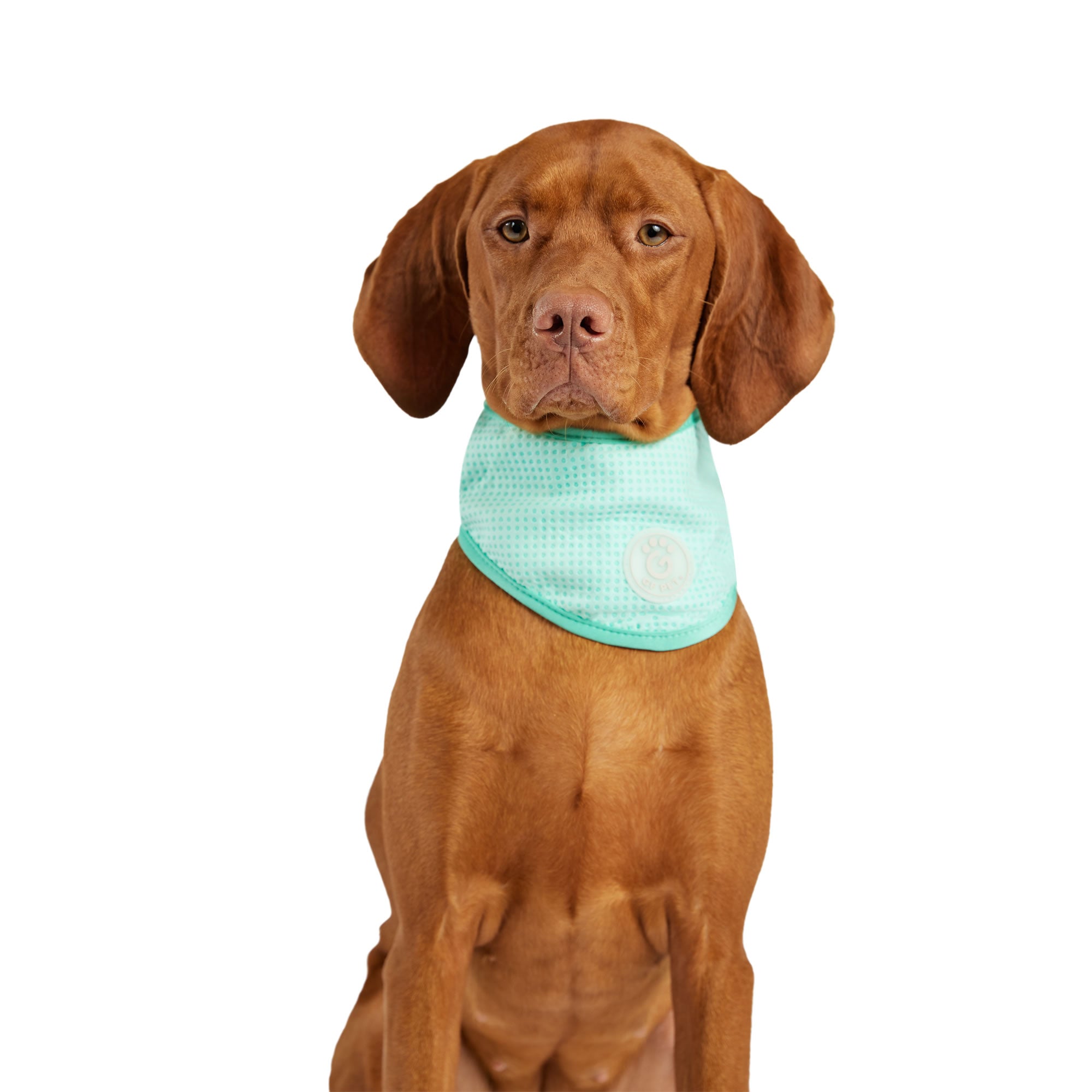 ICE BAND - Dog Cooling Bandana - Aqua premium pet product
