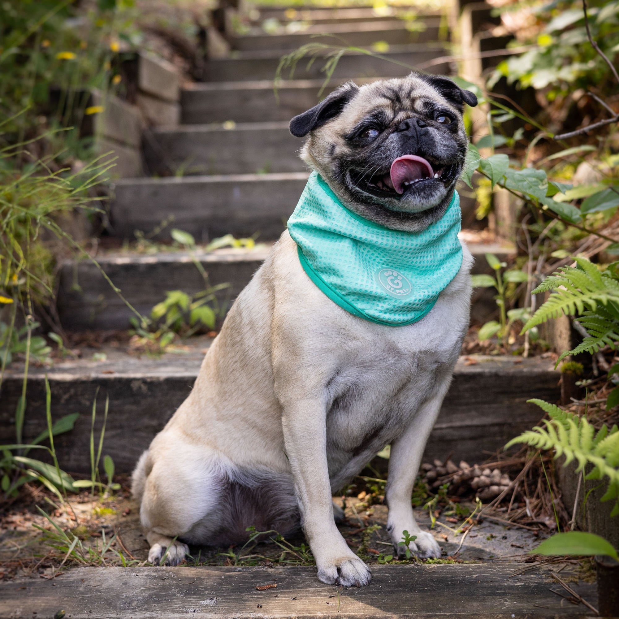 ICE BAND - Dog Cooling Bandana - Aqua premium pet product