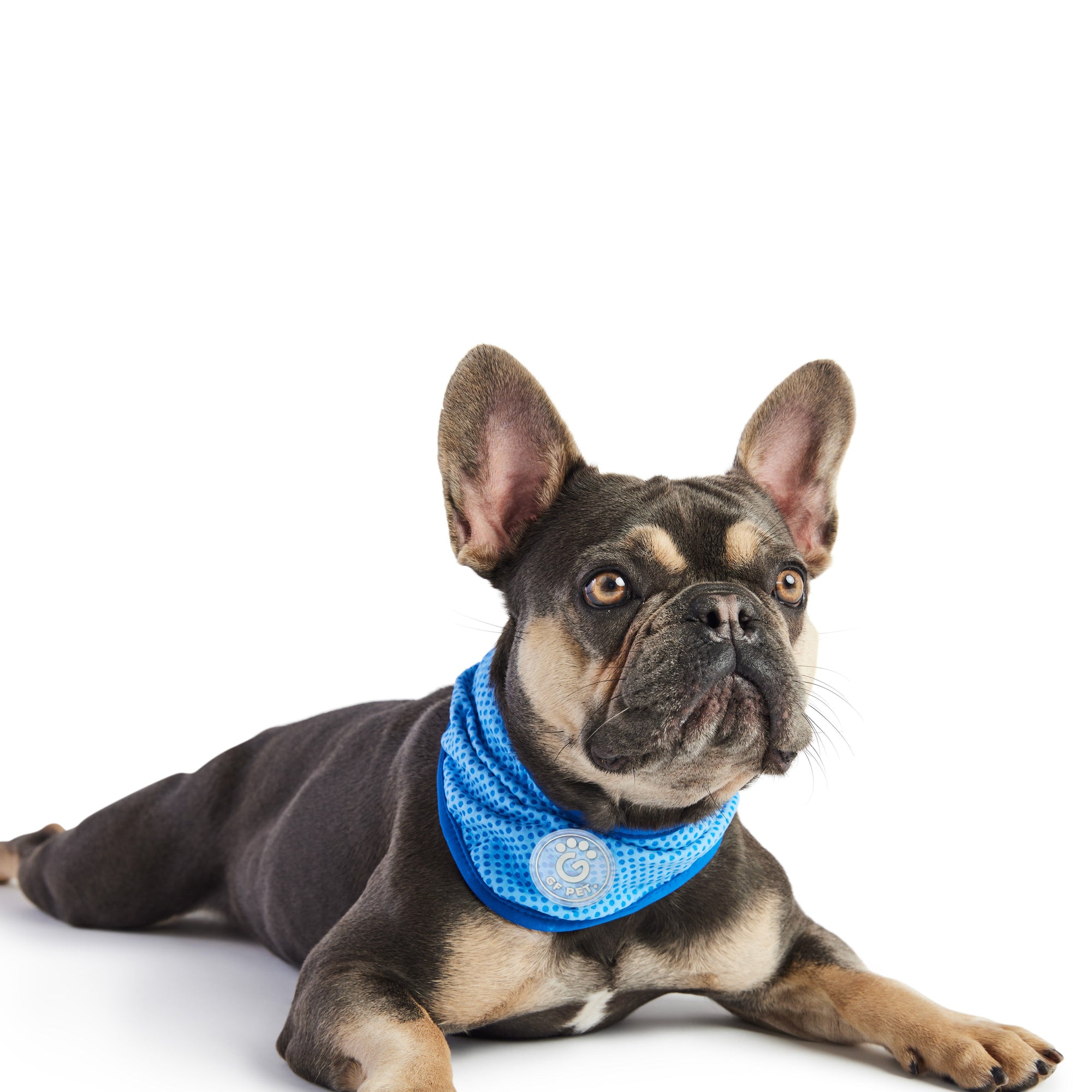 ICE BAND - Dog Cooling Bandana - Blue premium pet product