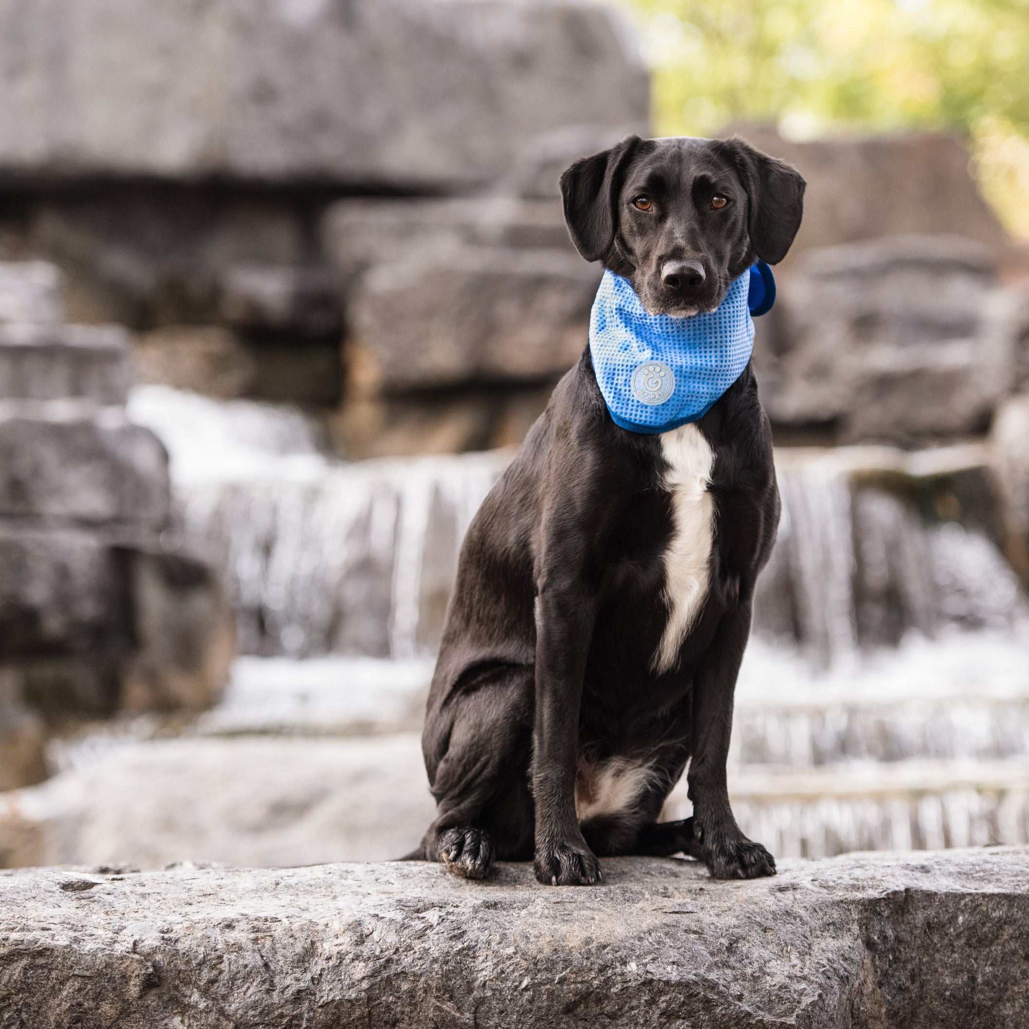 ICE BAND - Dog Cooling Bandana - Blue premium pet product