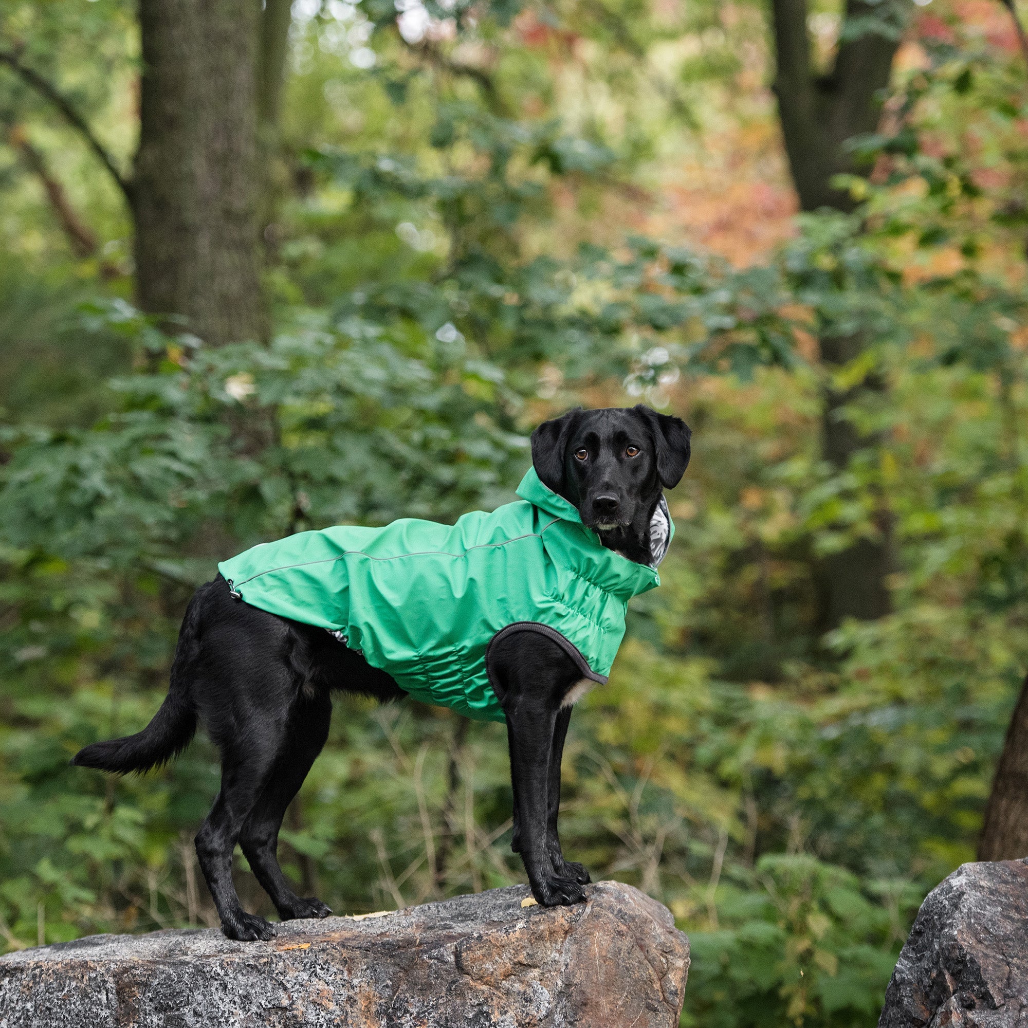 Reversible Elasto-Fit Raincoat - Green premium pet product