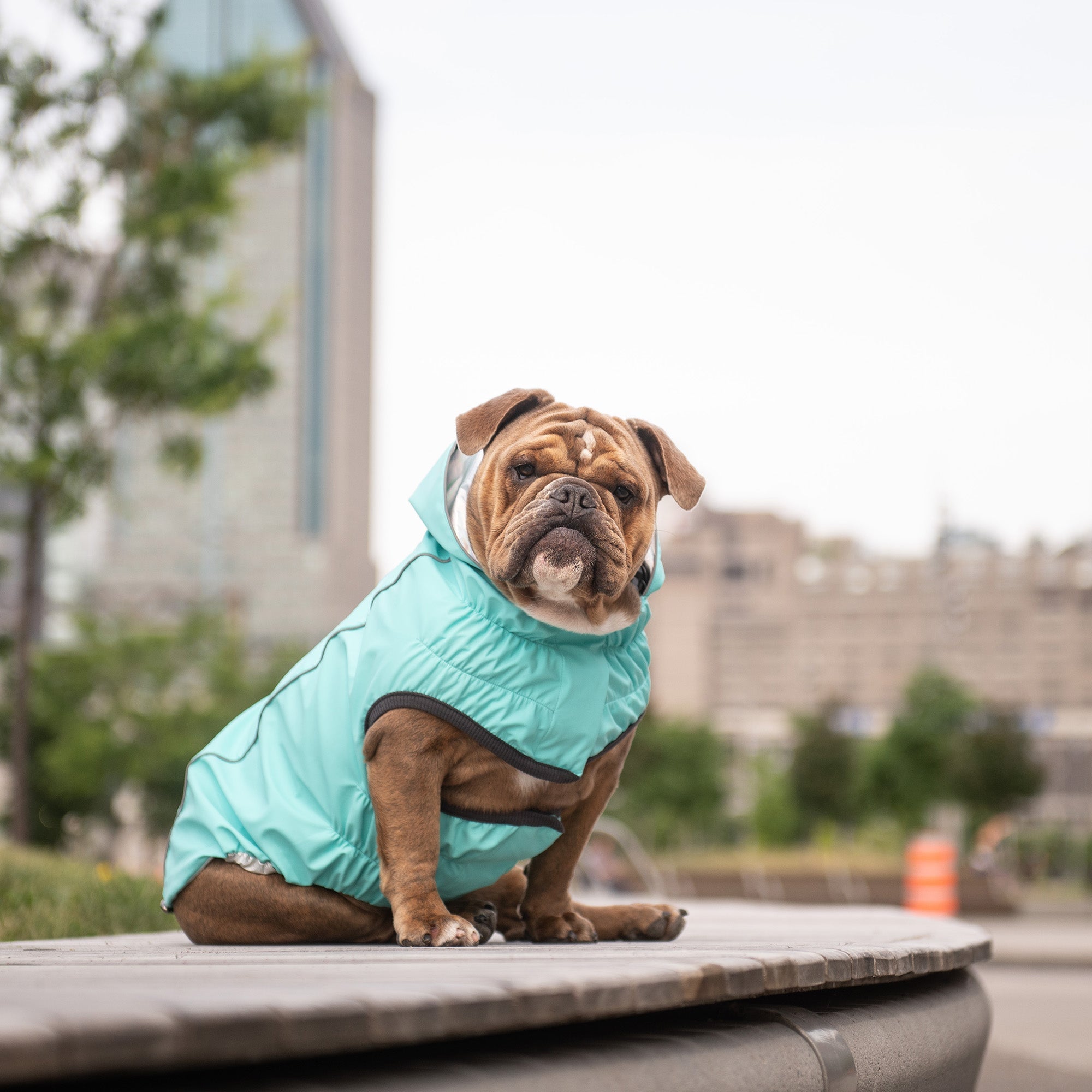 Reversible Raincoat - Neon Aqua with Iridescent premium pet product