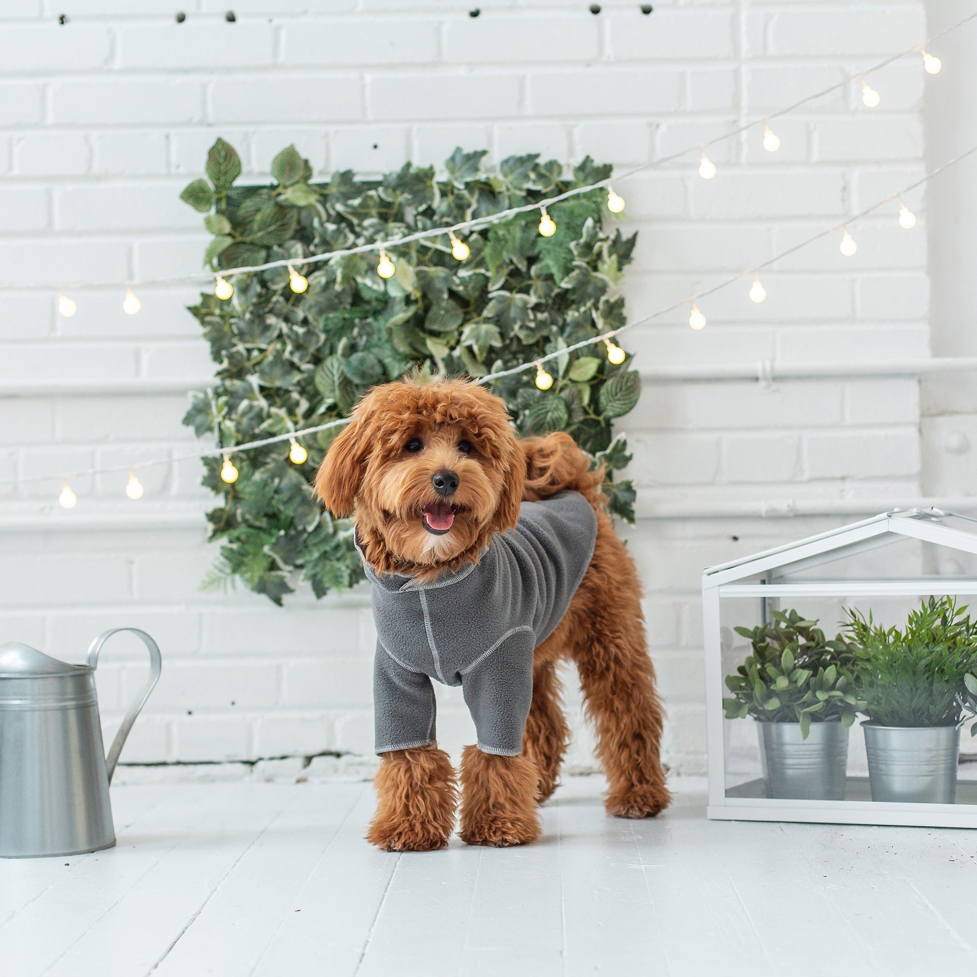 Gondola Base Layer - Charcoal premium pet product