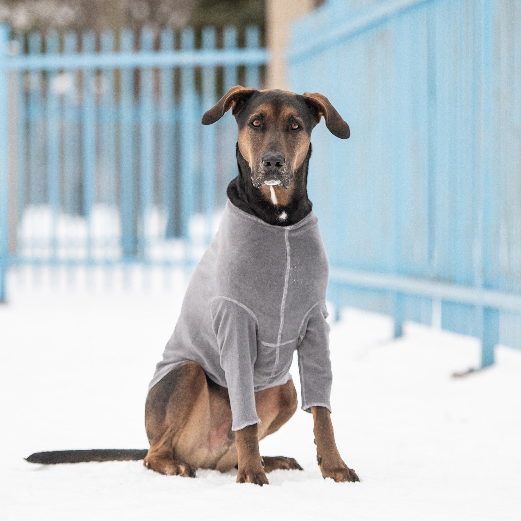 Gondola Base Layer - Charcoal premium pet product