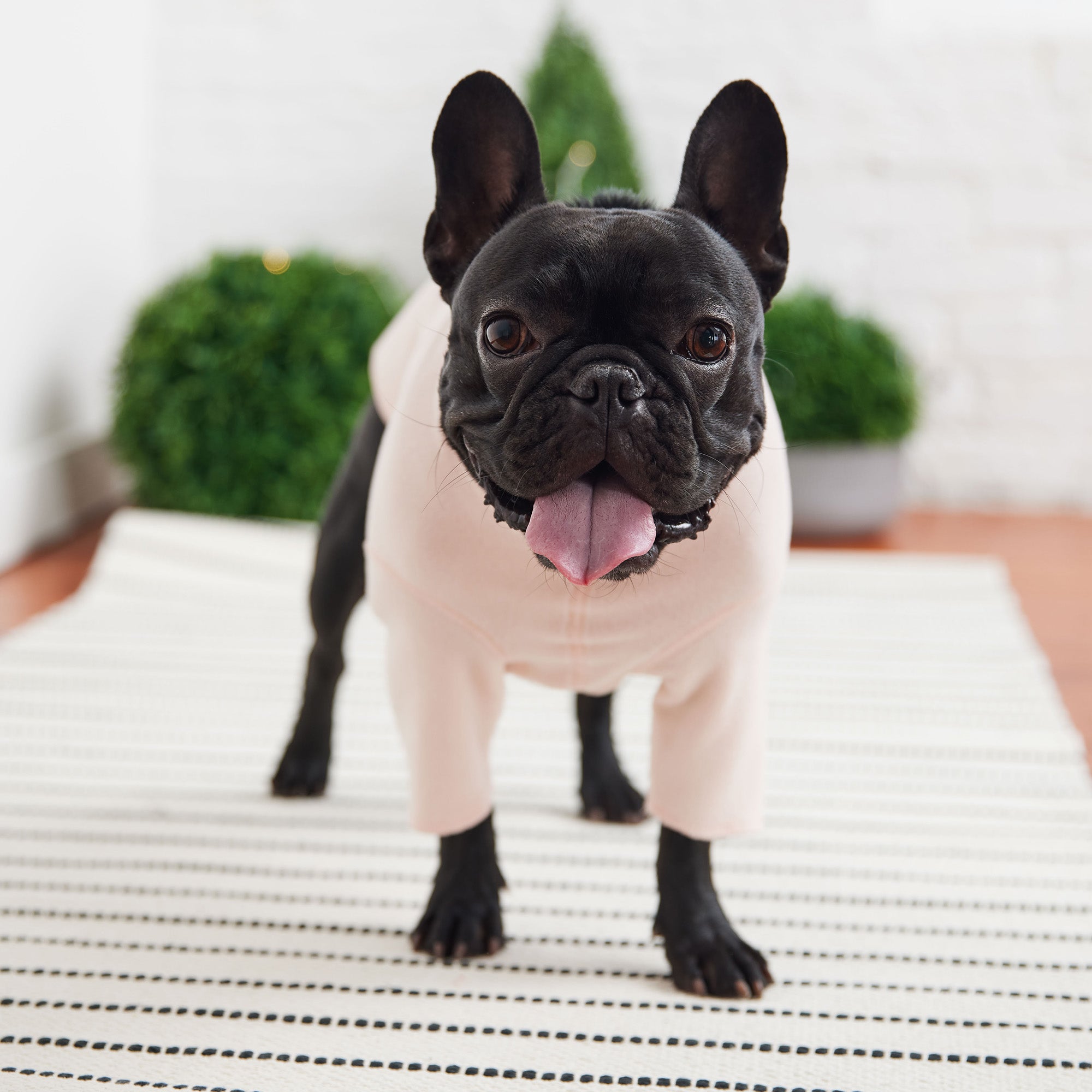 Gondola Base Layer - Pink premium pet product
