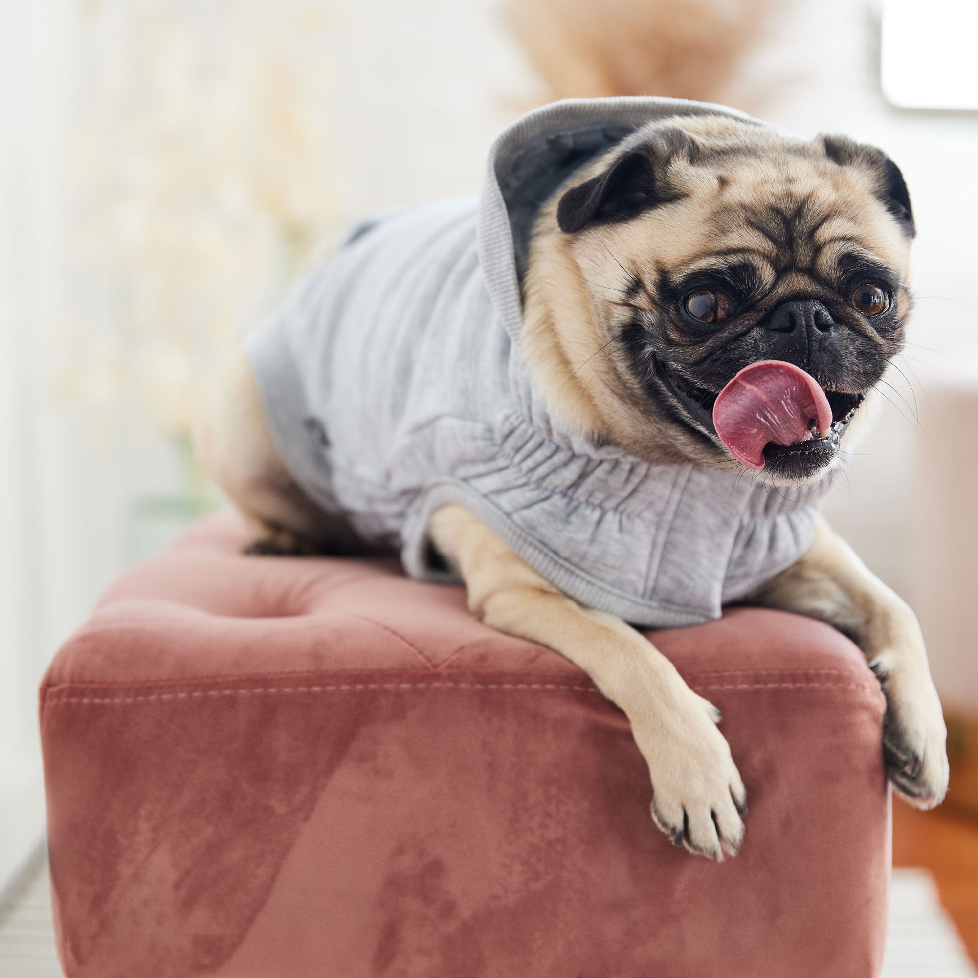 Urban Hoodie - Heather Grey premium pet product