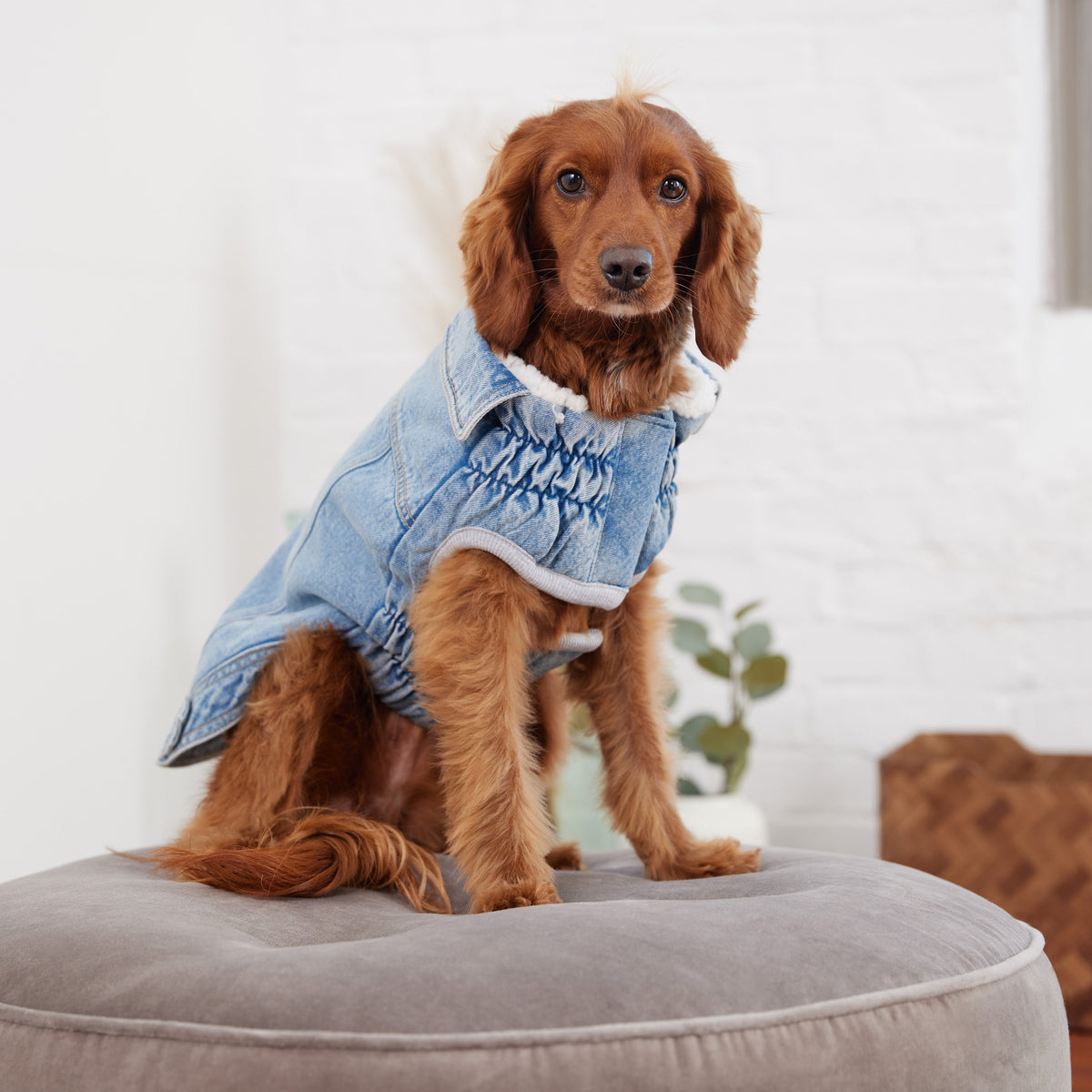 Denim Jacket - Light Wash premium pet product