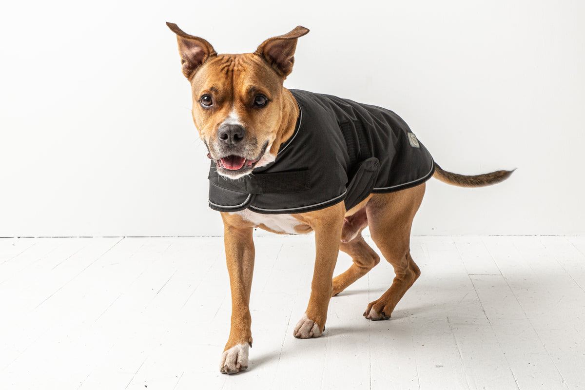 Blanket Jacket - Black premium pet product