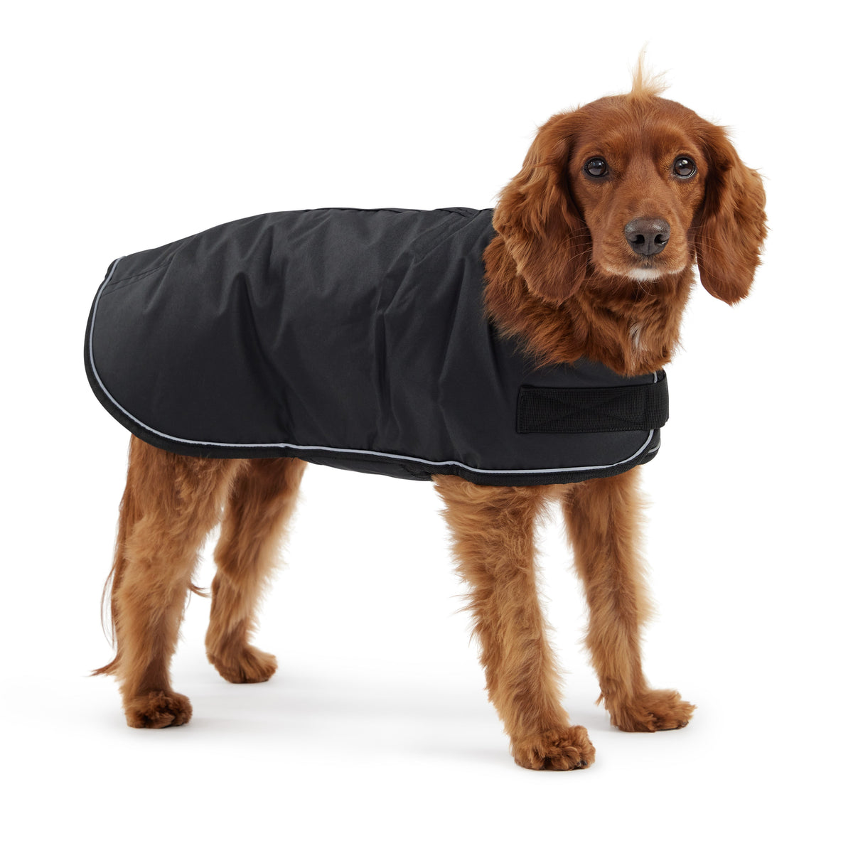 Blanket Jacket - Black premium pet product