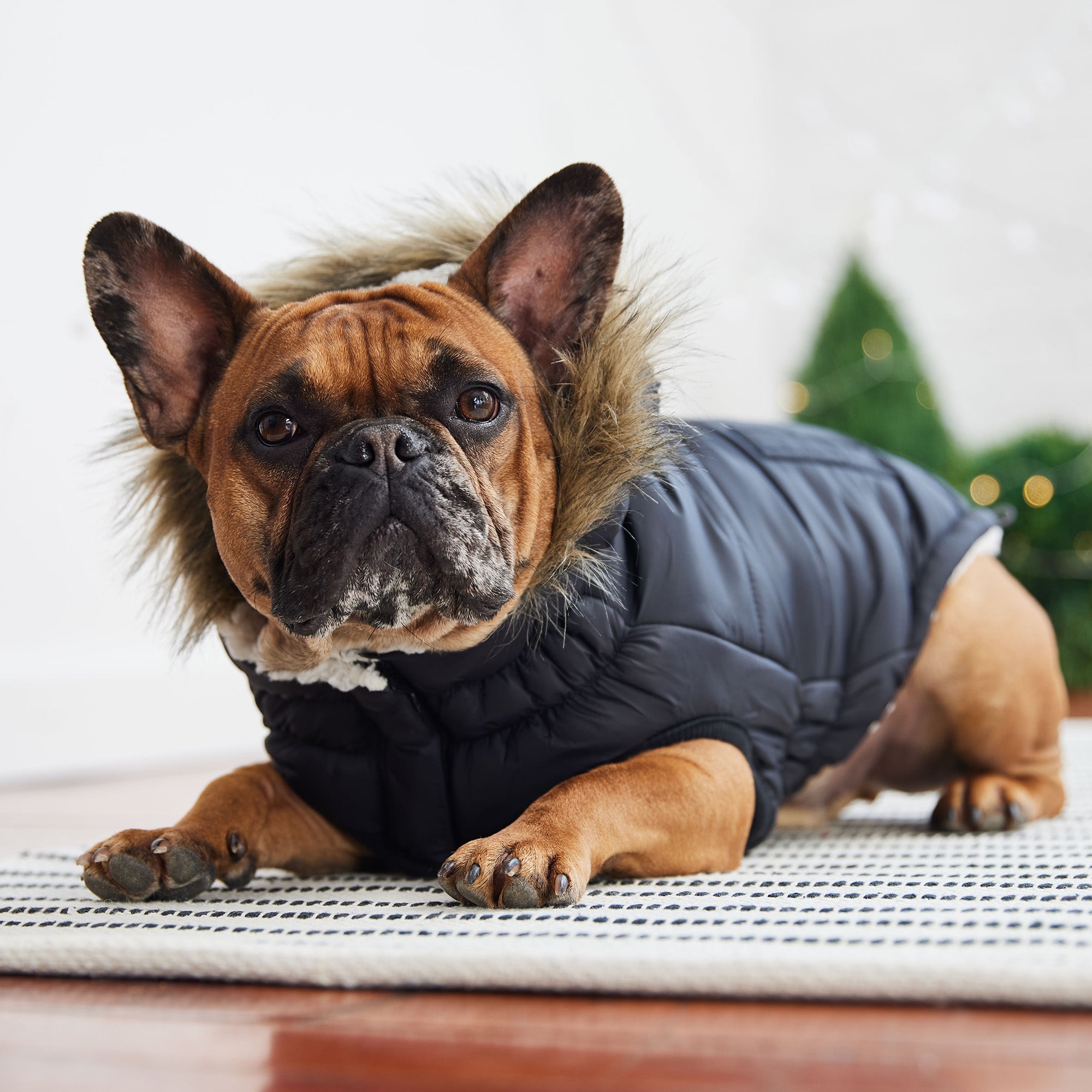 Urban Parka - Black premium pet product