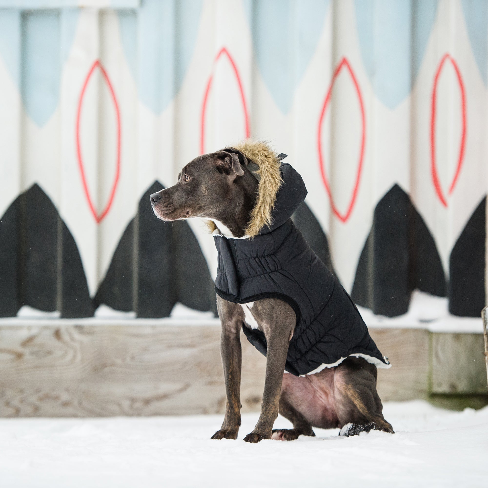 Urban Parka - Black premium pet product