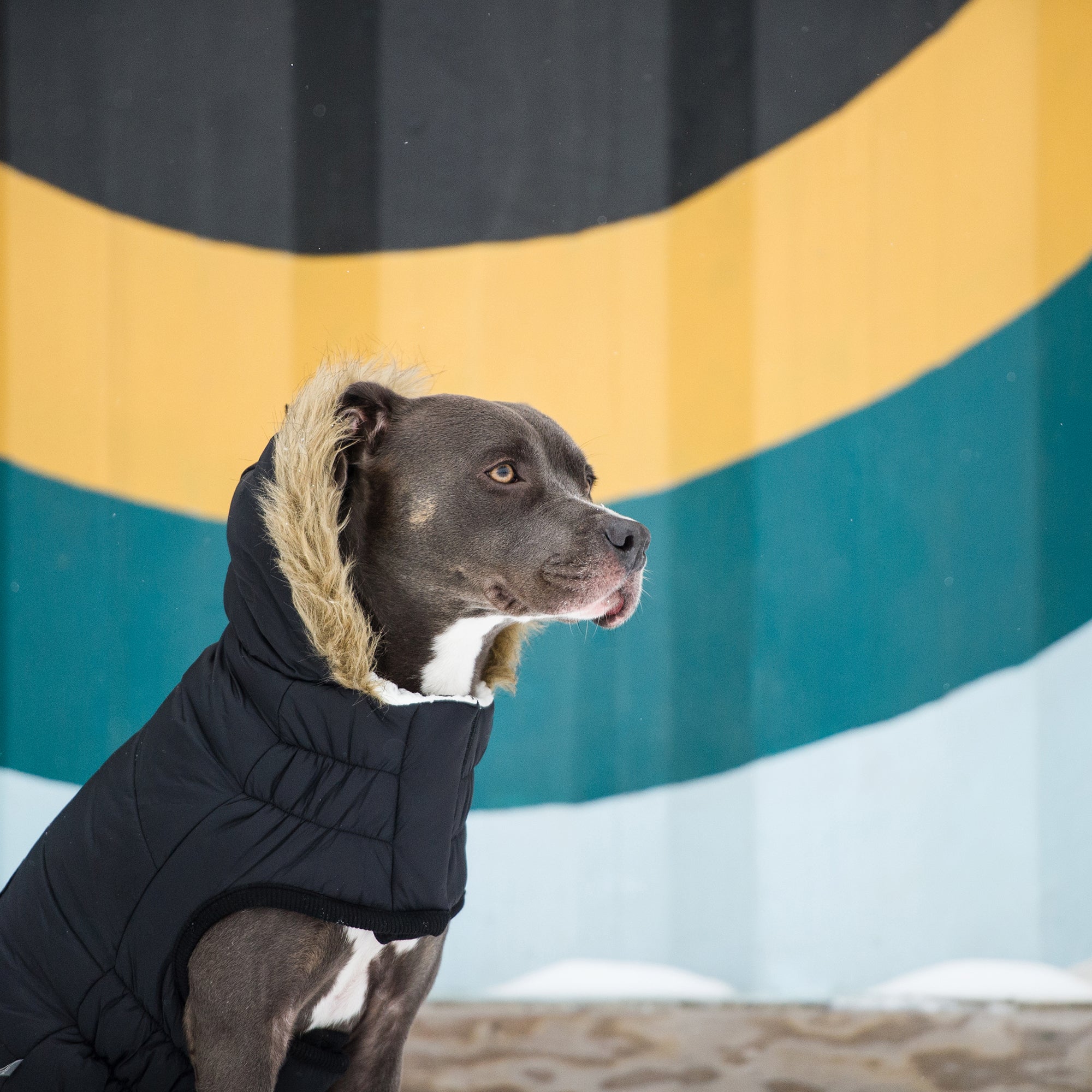 Urban Parka - Black premium pet product