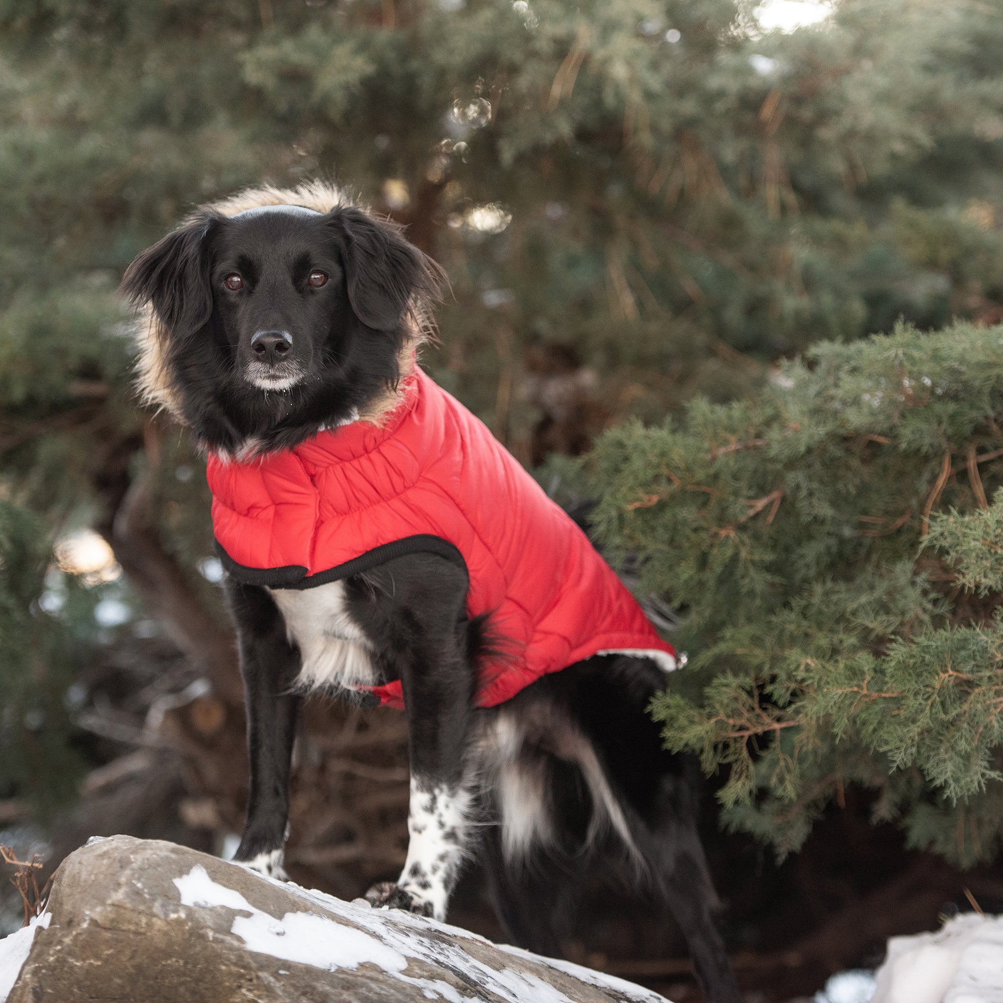 Urban Parka - Red premium pet product