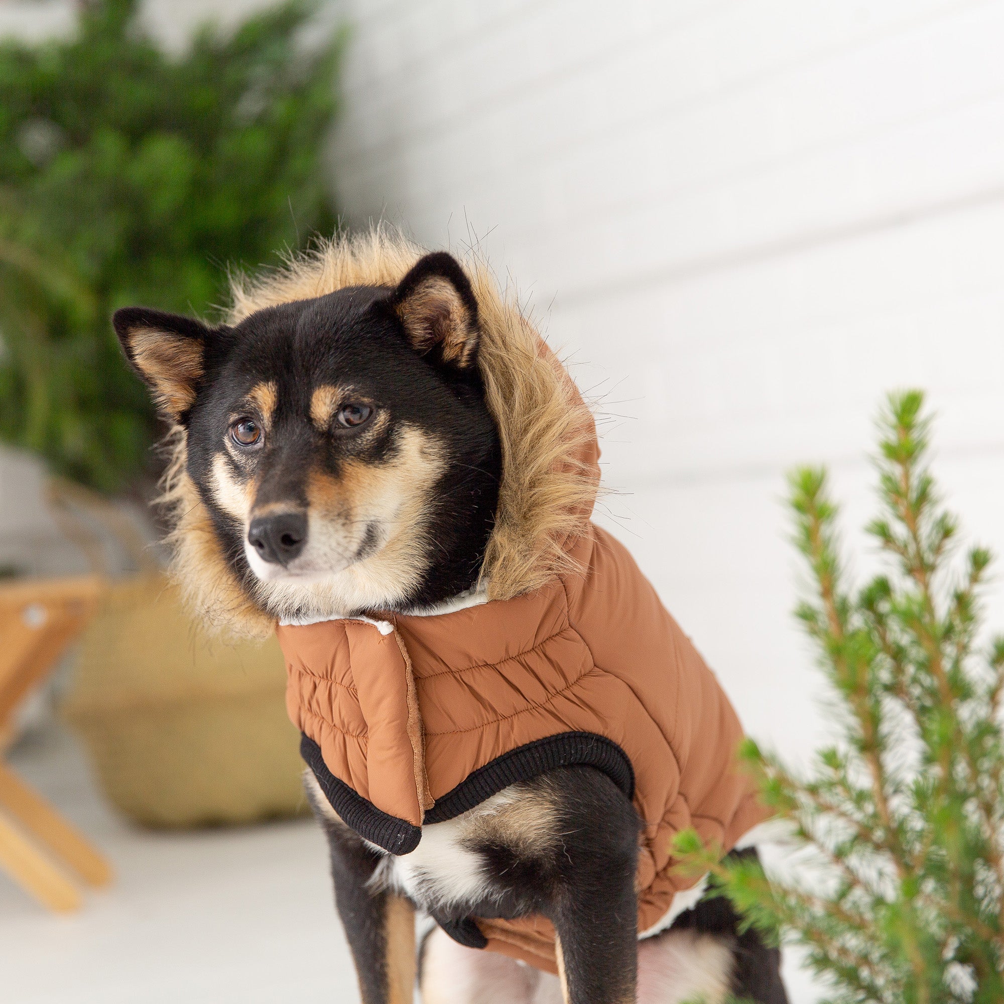Urban Parka - Caramel premium pet product