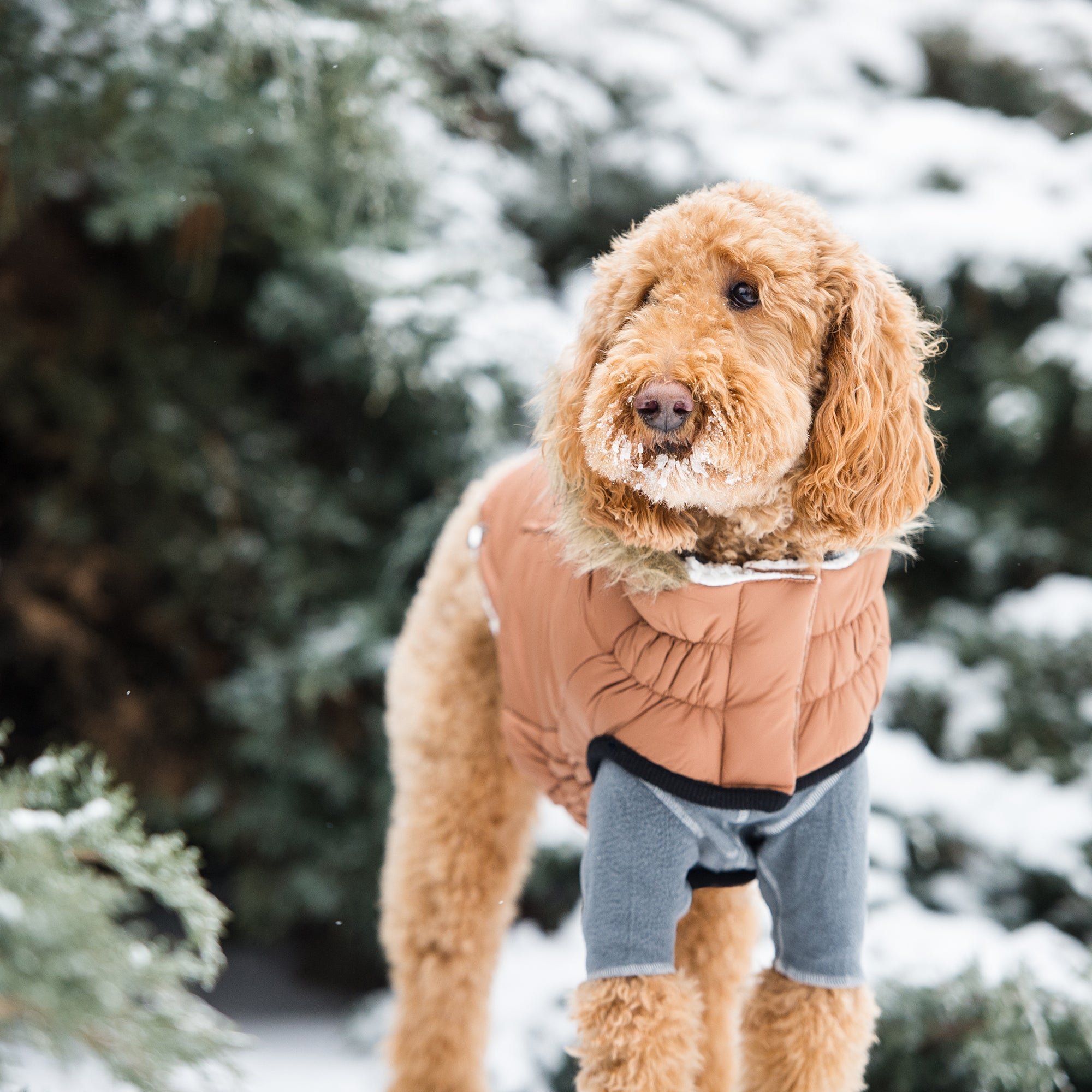 Urban Parka - Caramel premium pet product