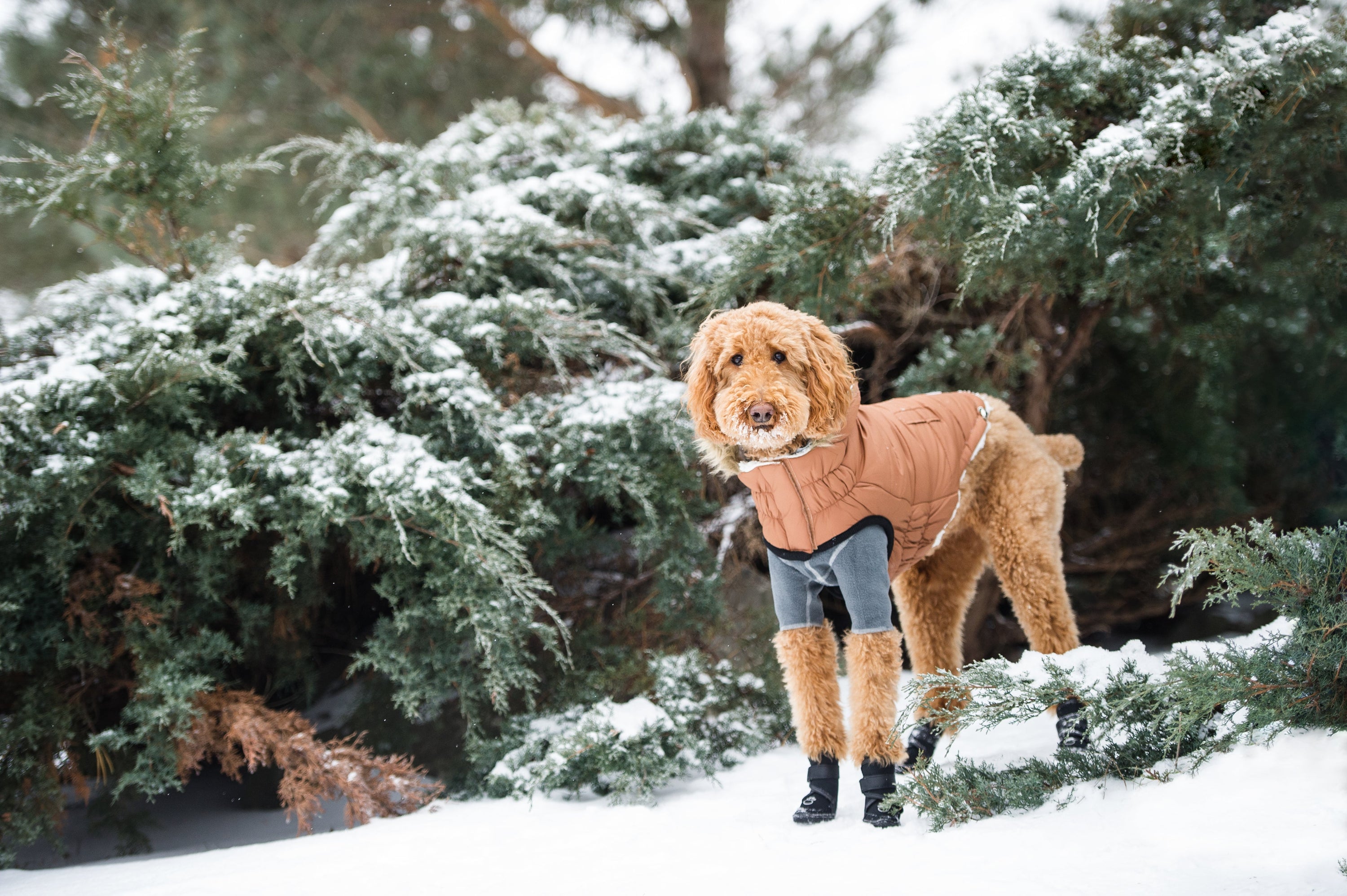 Urban Parka - Caramel premium pet product