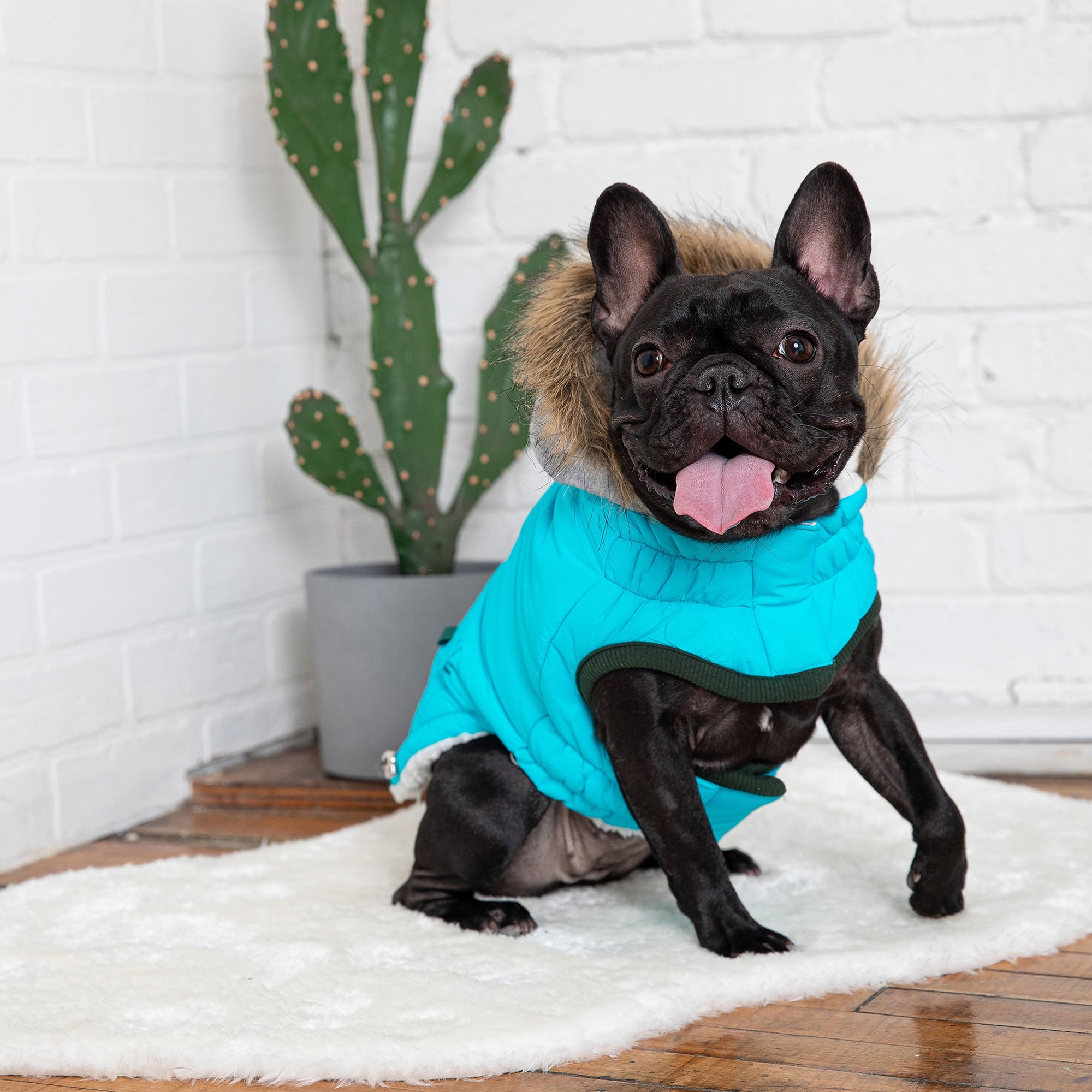 Winter Sailor Parka - Aqua premium pet product