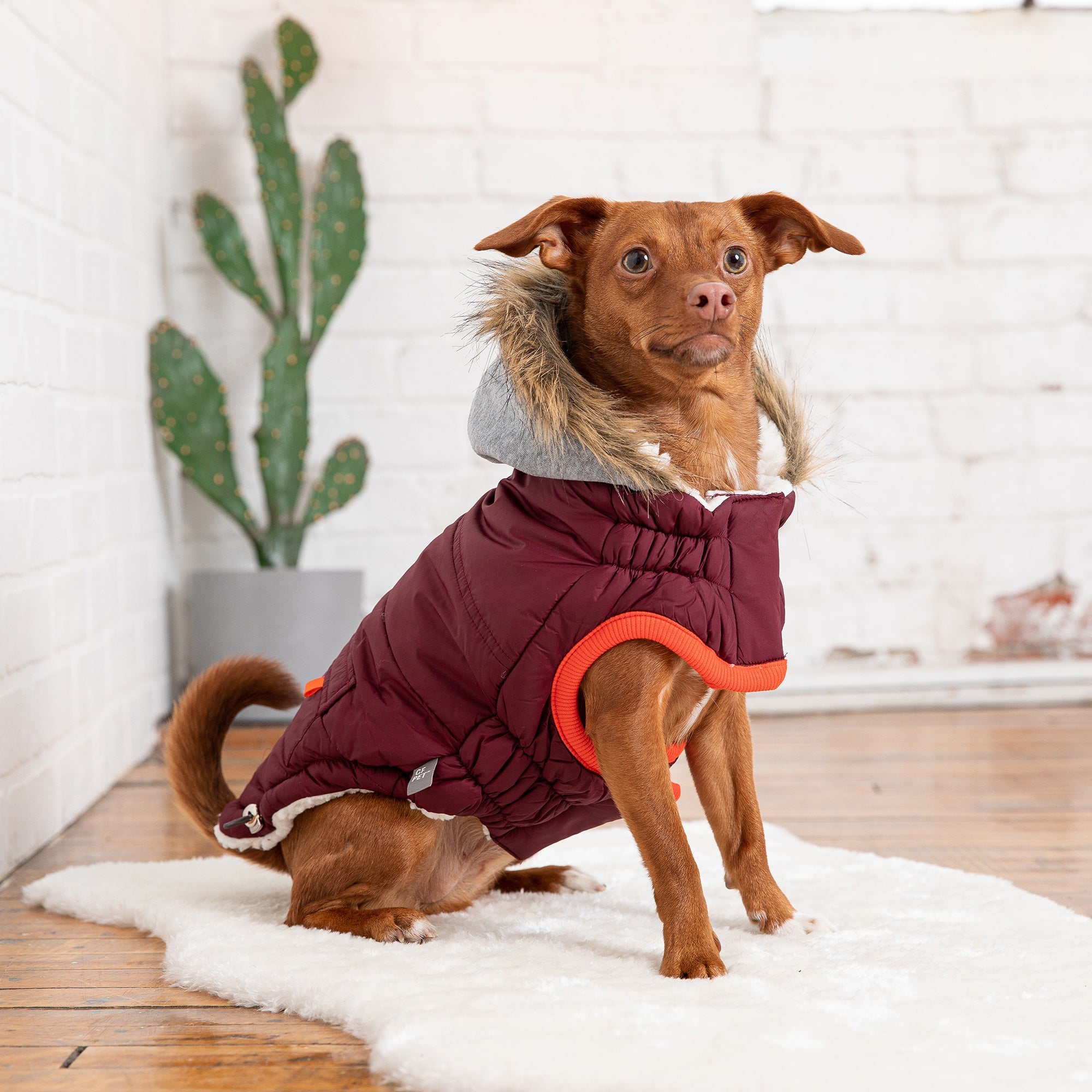 Winter Sailor Parka - Burgundy premium pet product