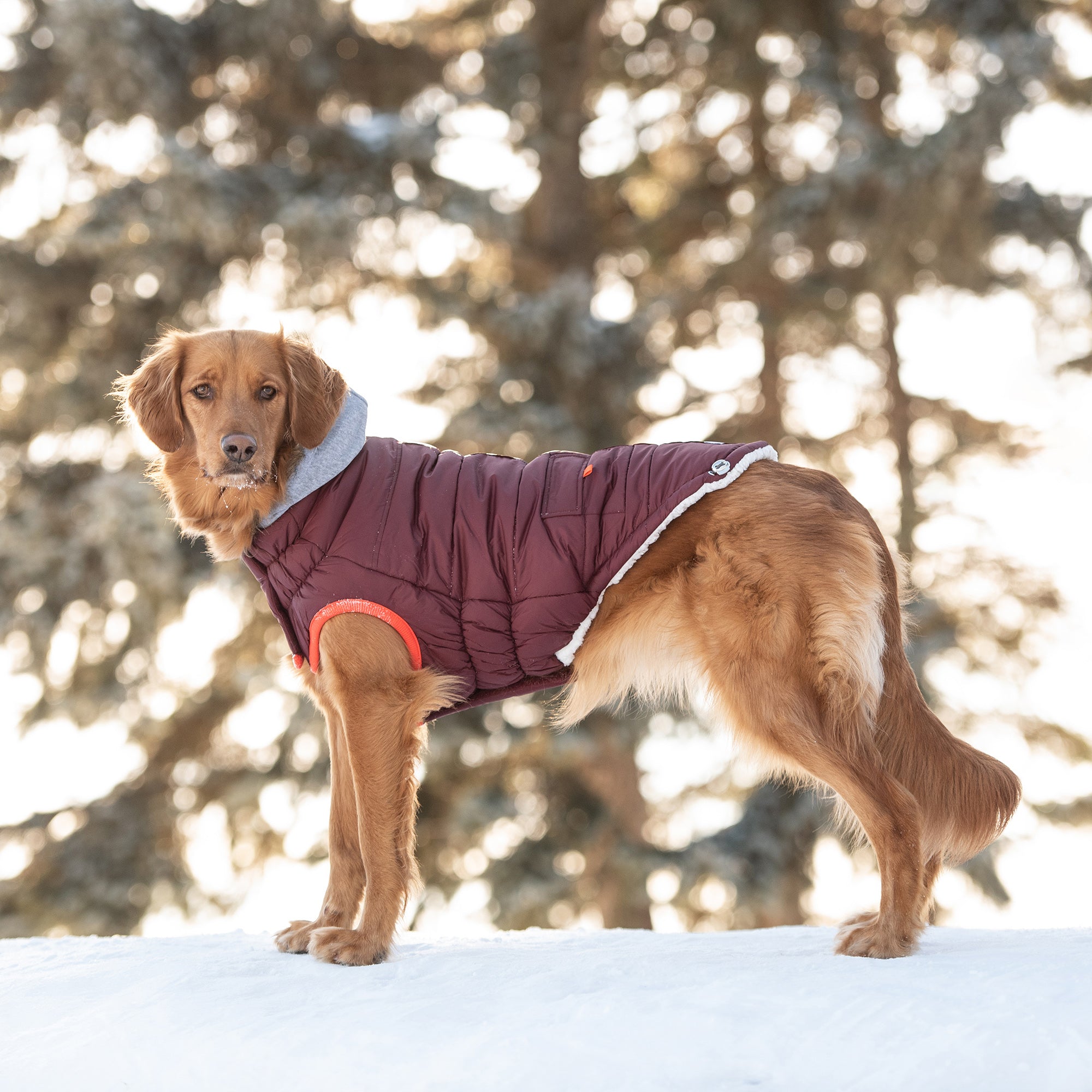 Winter Sailor Parka - Burgundy premium pet product