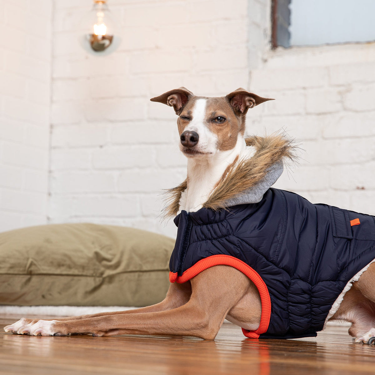 Winter Sailor Parka - Navy premium pet product