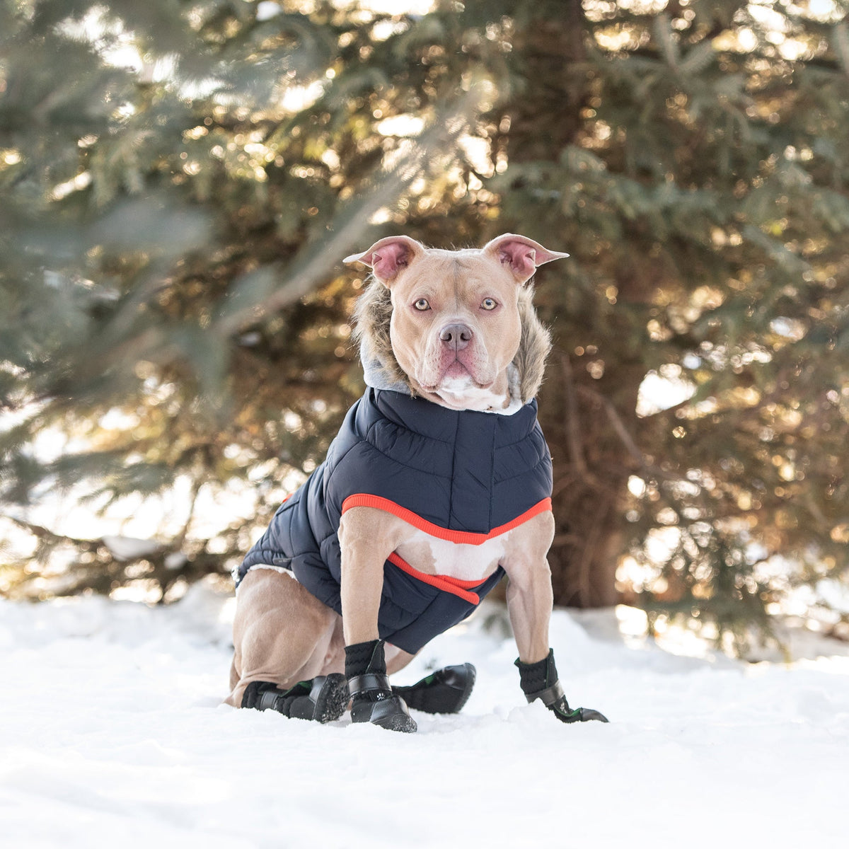 Winter Sailor Parka - Navy premium pet product