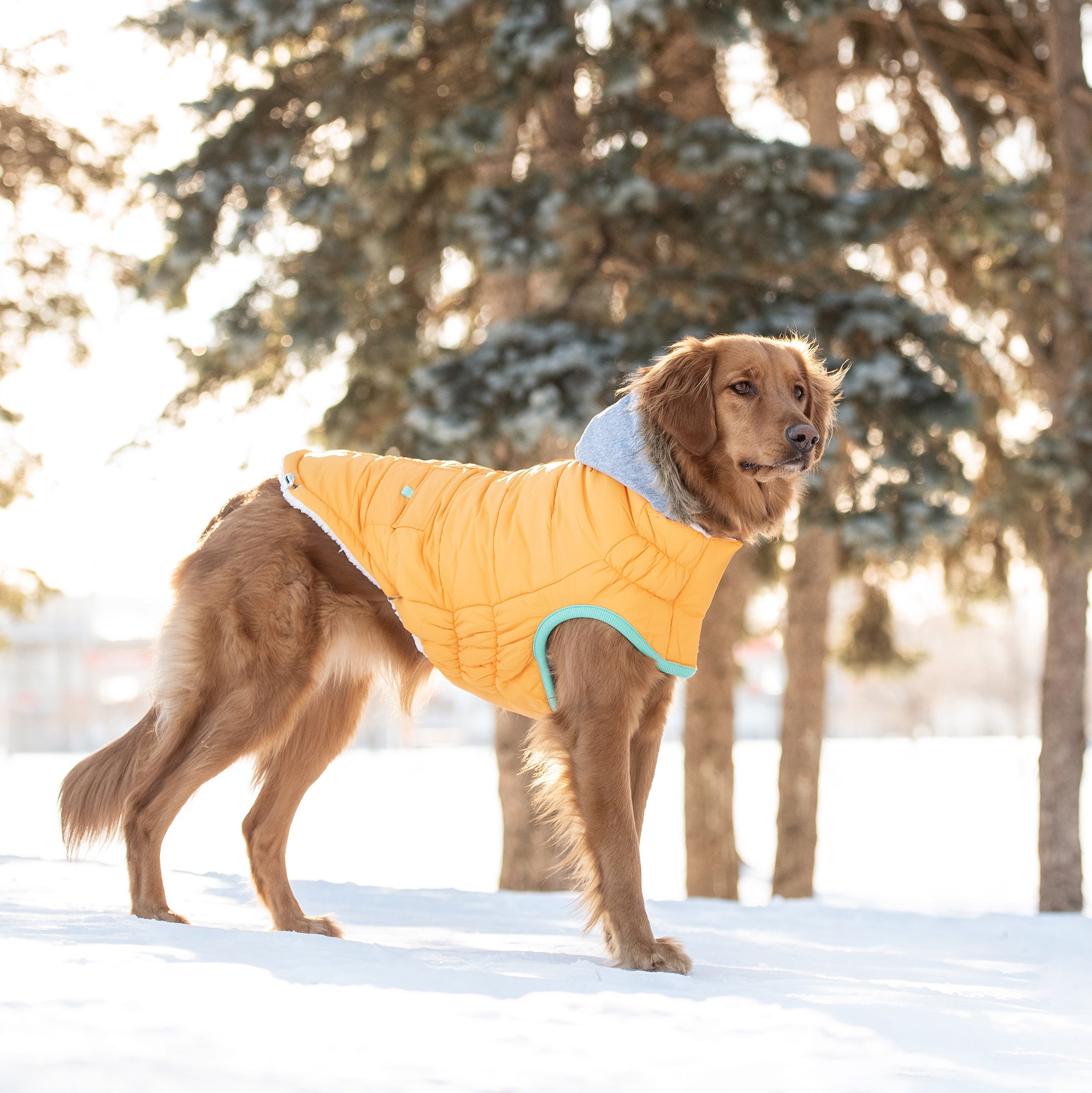 Winter Sailor Parka - Yellow premium pet product