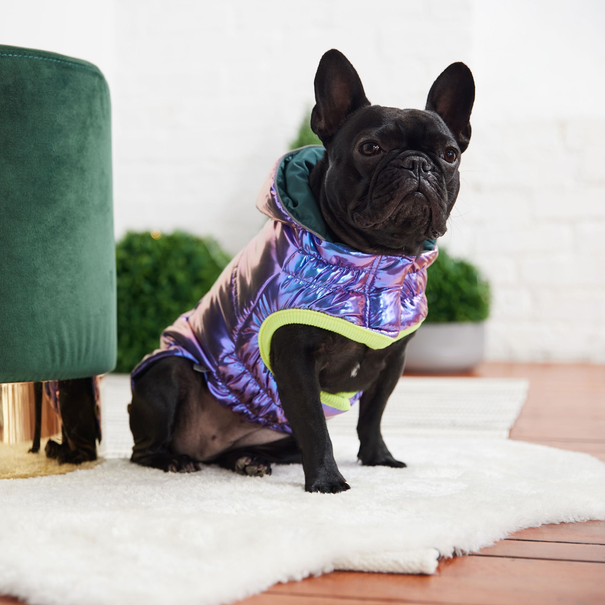 Recycled Parka - Iridescent premium pet product