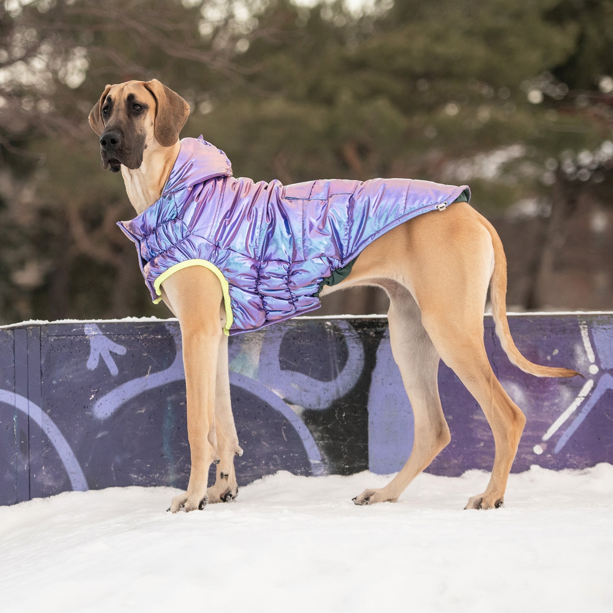 Recycled Parka - Iridescent premium pet product