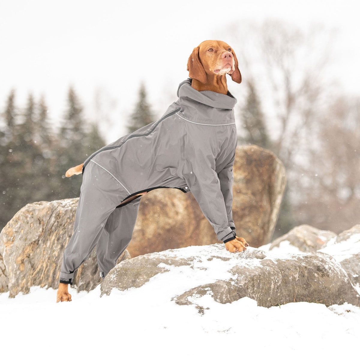 Splash Suit - Charcoal premium pet product