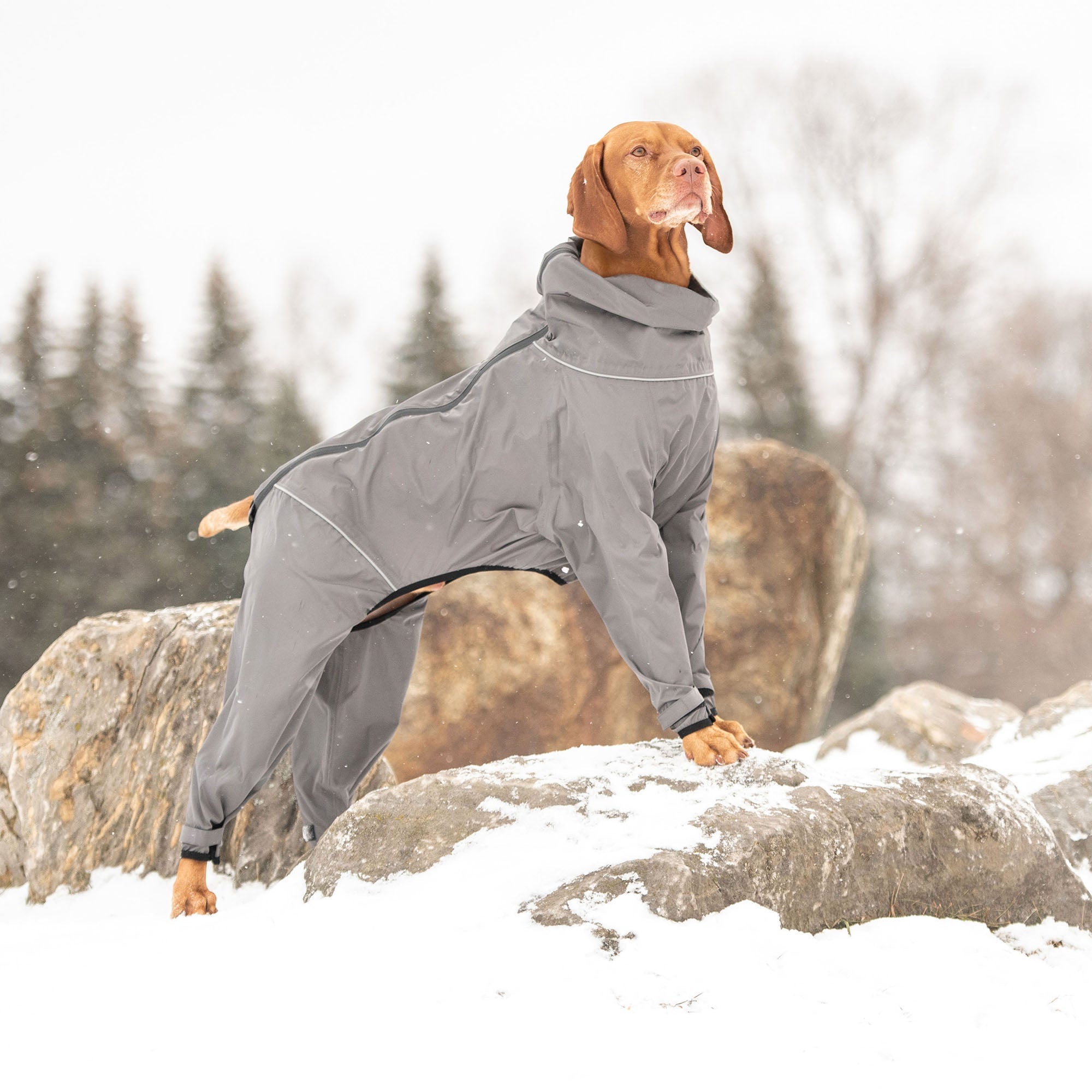 Splash Suit - Charcoal premium pet product