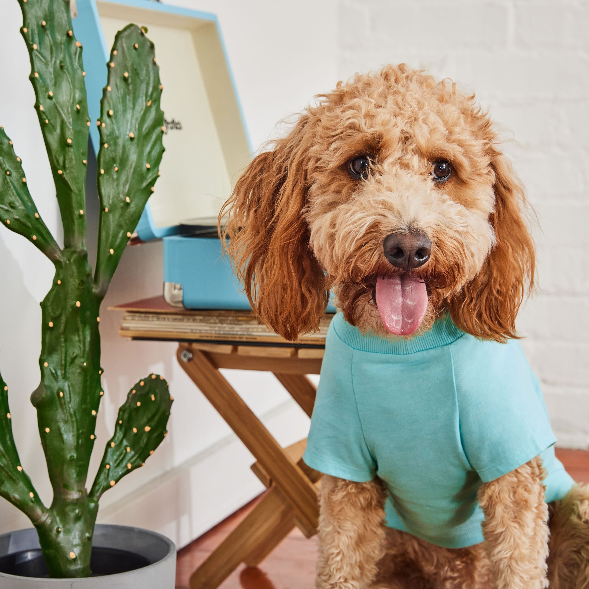 Graphic Tee - Aqua premium pet product
