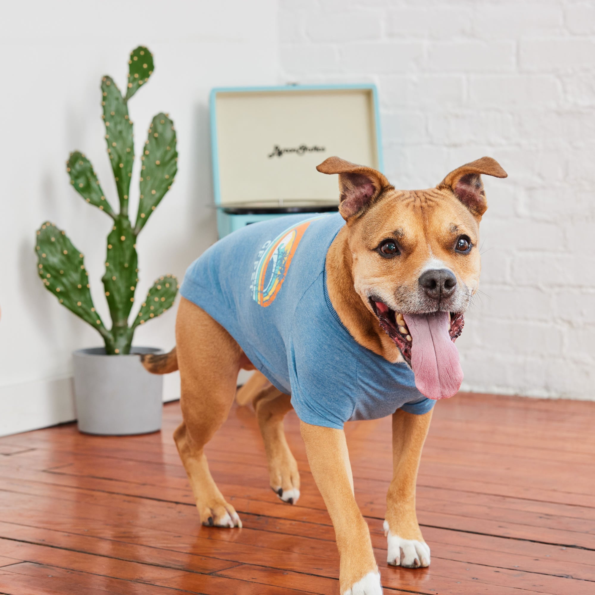 Graphic Tee - Blue premium pet product